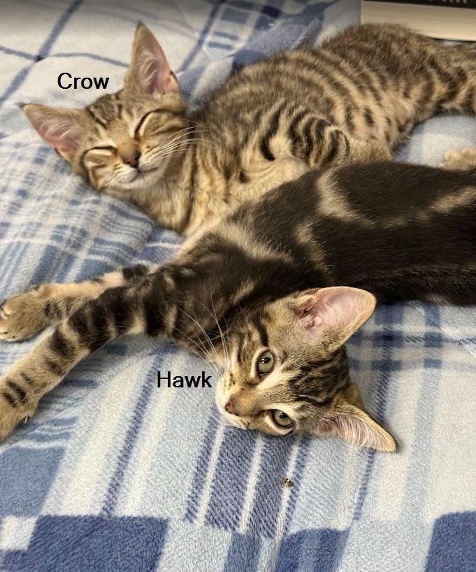 Enlarge Hawk, a Adoptable Domestic Short Hair in Hudson, NH image 1/3