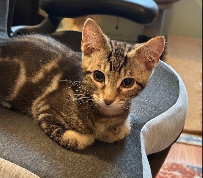 Enlarge Hawk, a Adoptable Domestic Short Hair in Hudson, NH image 3/3