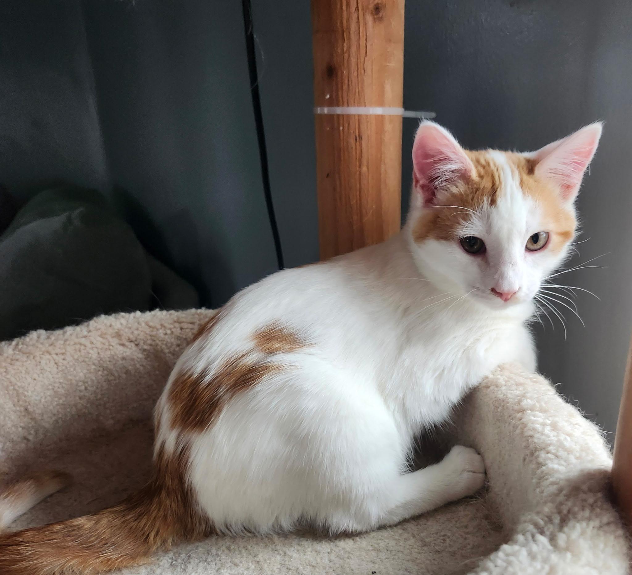 Enlarge Winnafred, an adopted Domestic Short Hair in Renfrew, PA image 6/6