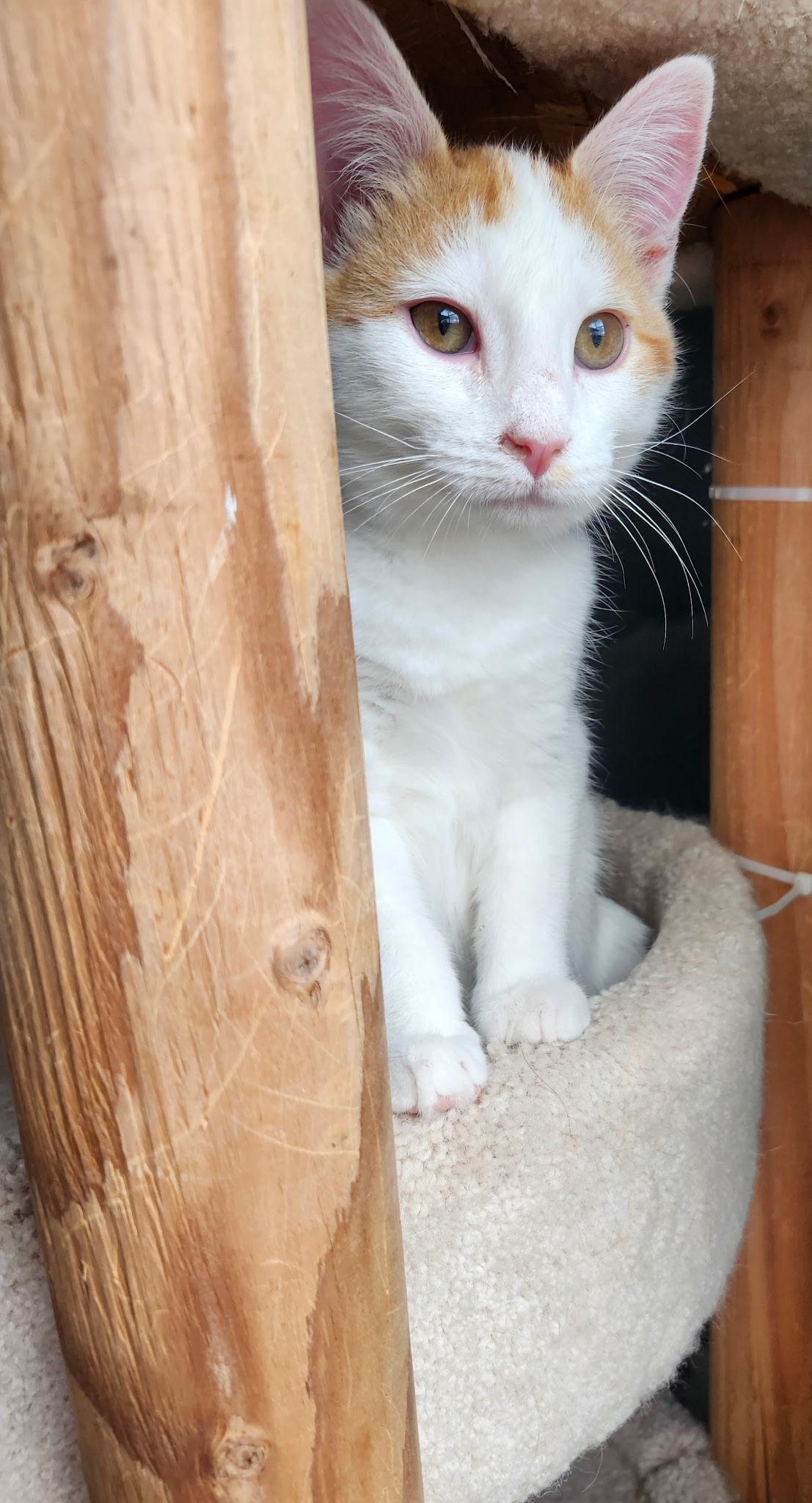 Enlarge Winnafred, an adopted Domestic Short Hair in Renfrew, PA image 4/6