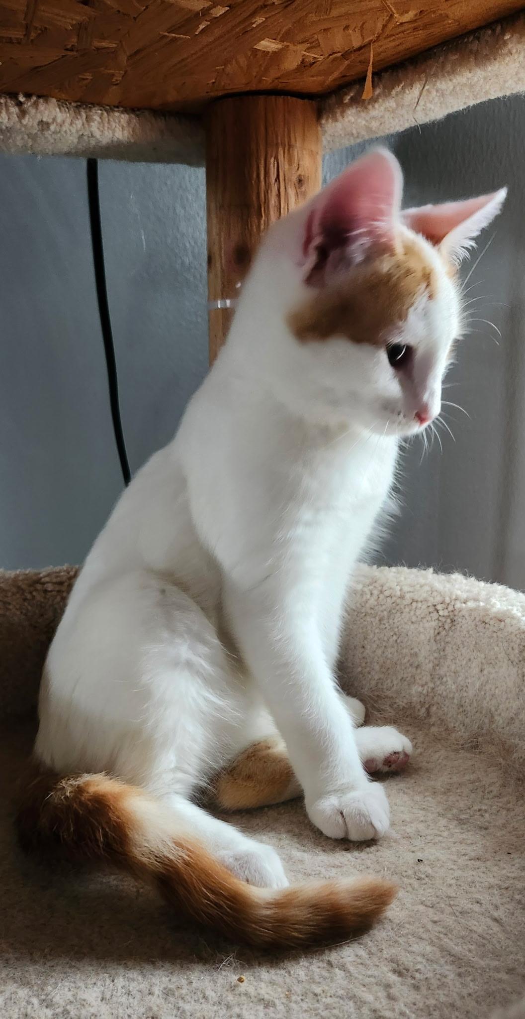 Enlarge Winnafred, an adopted Domestic Short Hair in Renfrew, PA image 2/6