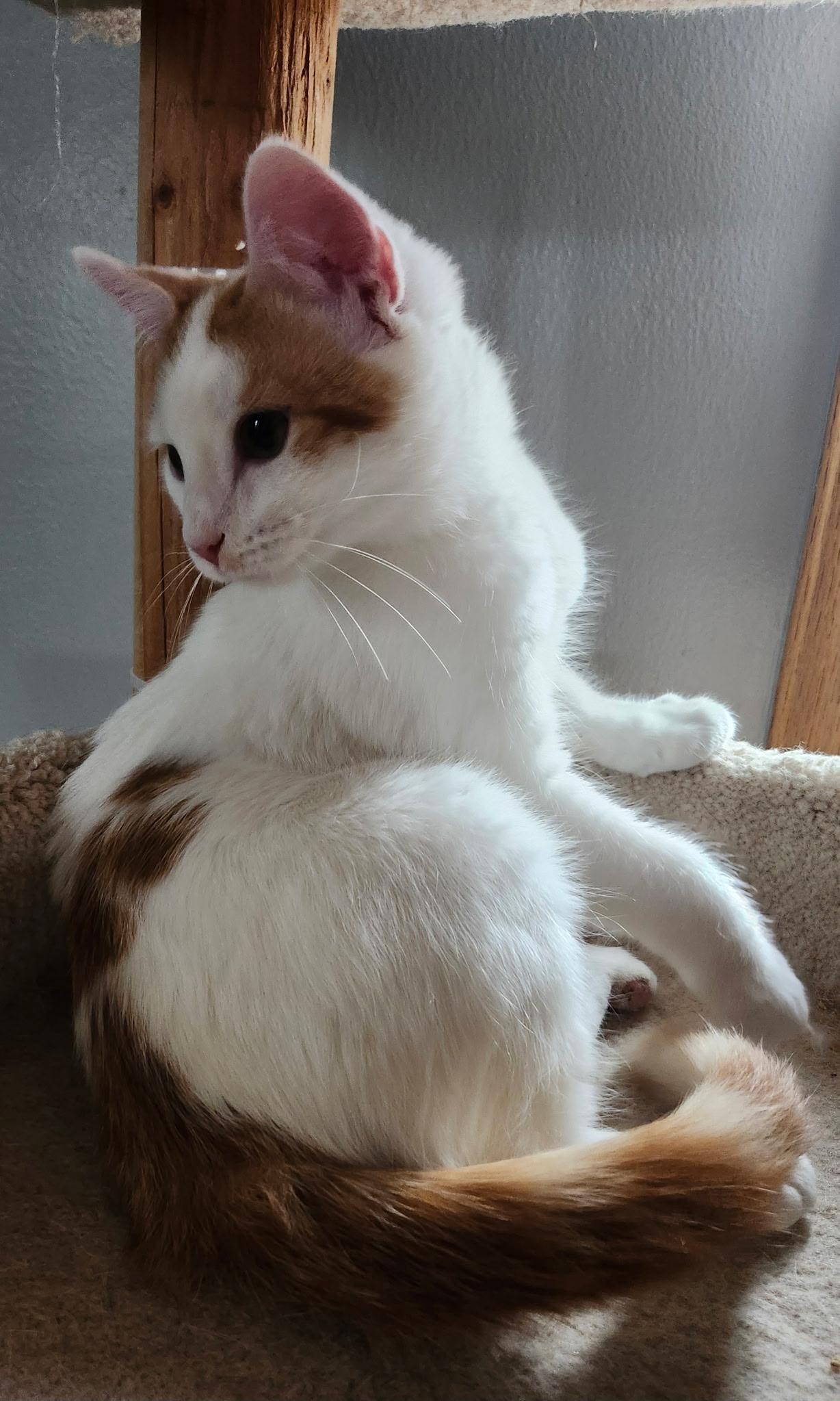 Enlarge Winnafred, an adopted Domestic Short Hair in Renfrew, PA image 5/6