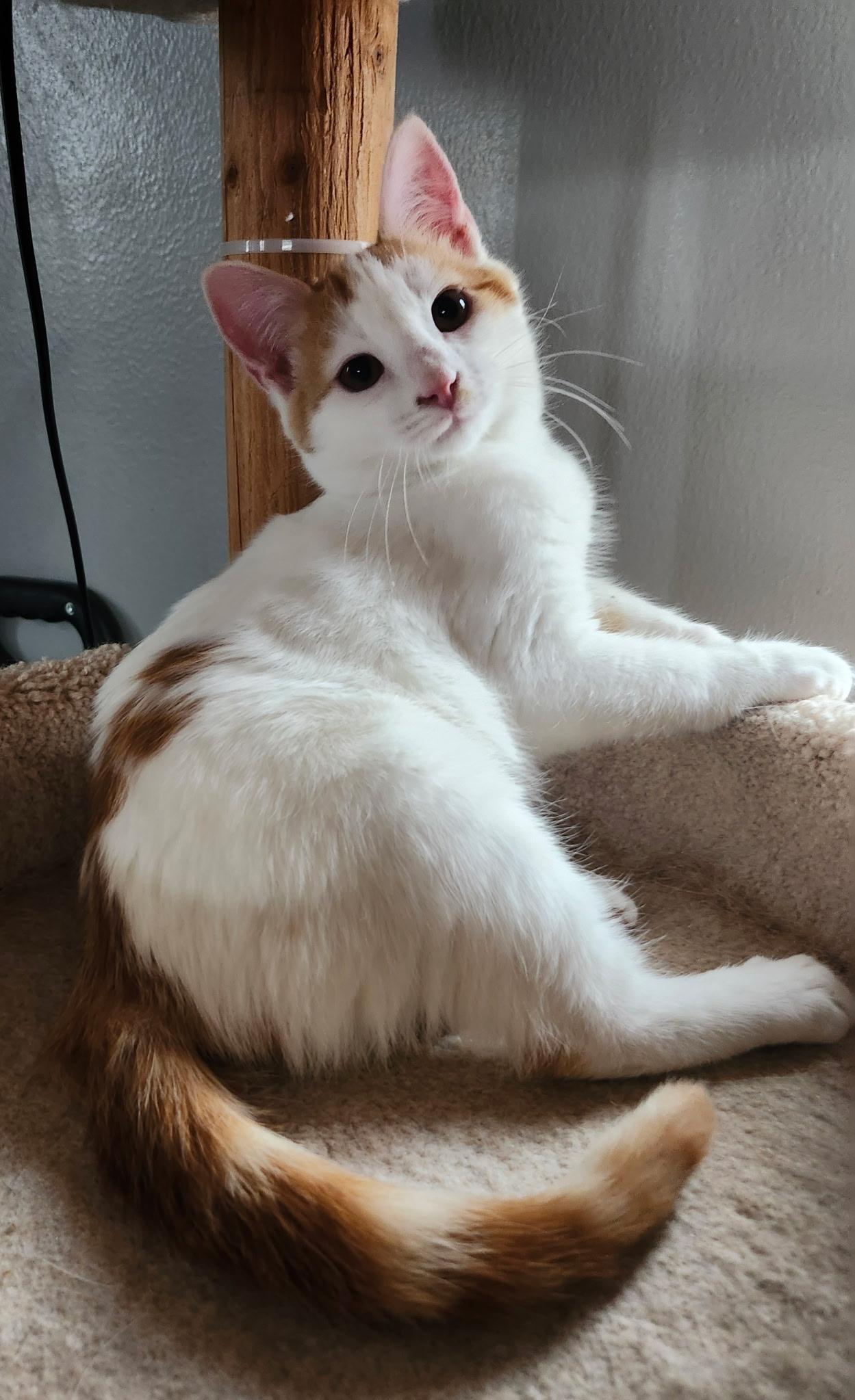 Winnafred, adopted, Young Male Domestic Short Hair.