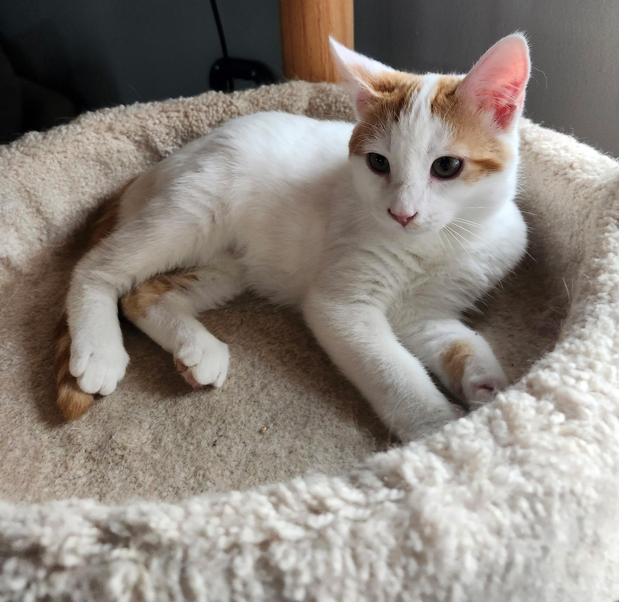 Enlarge Winnafred, an adopted Domestic Short Hair in Renfrew, PA image 3/6