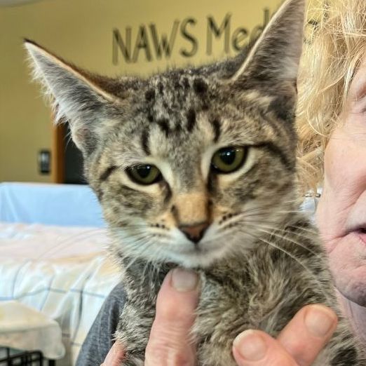 Nerio, Adoptable, Young Female Domestic Short Hair.