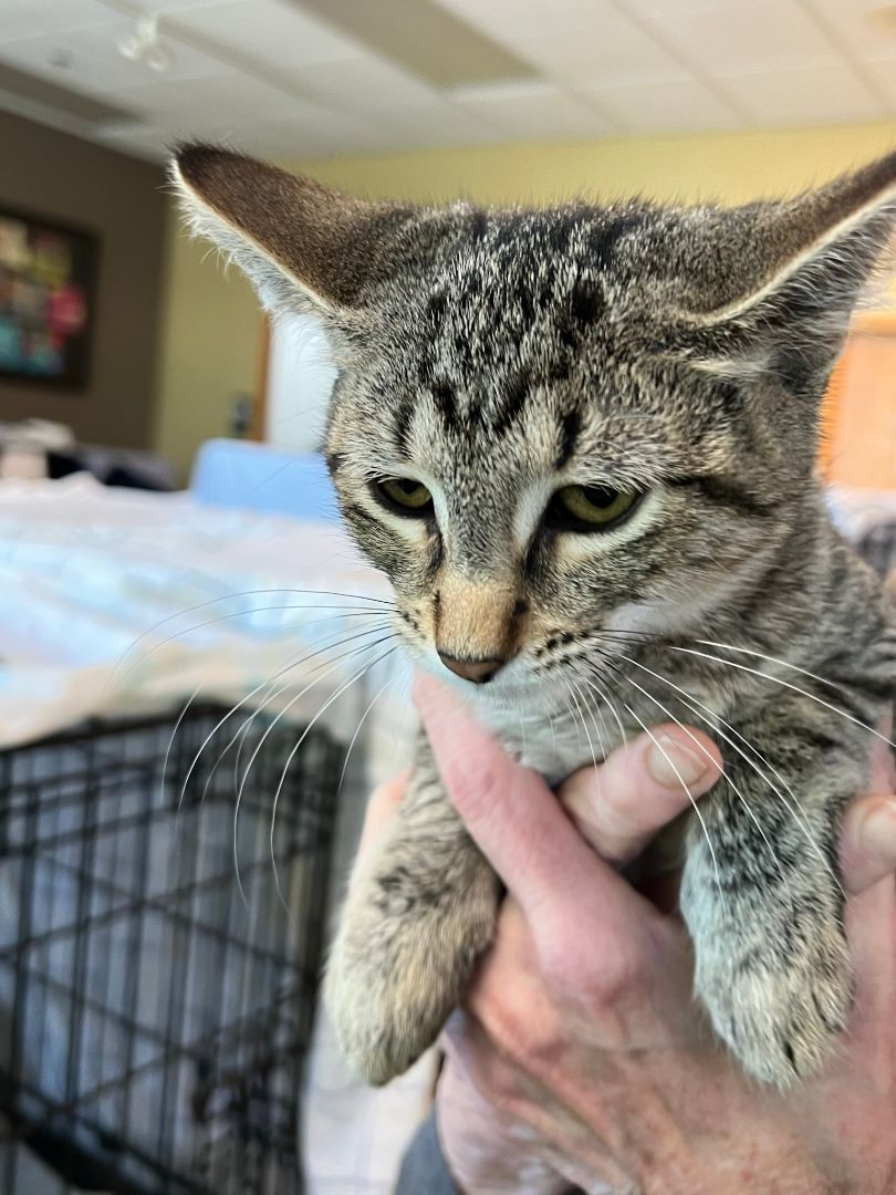 Nerio, a Adoptable Domestic Short Hair in Mokena, IL image 2/6
