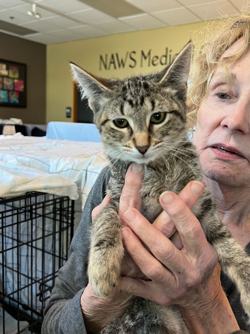 Nerio, a Adoptable Domestic Short Hair in Mokena, IL image 3/6