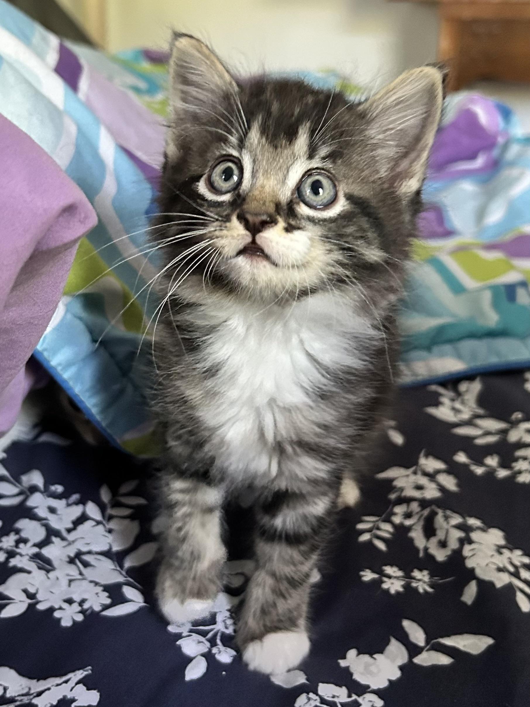 Enlarge Kittens Chai, Mocha, Latte and Mom Hazel, a ADOPTABLE Domestic Short Hair in Granby, CT image 2/6