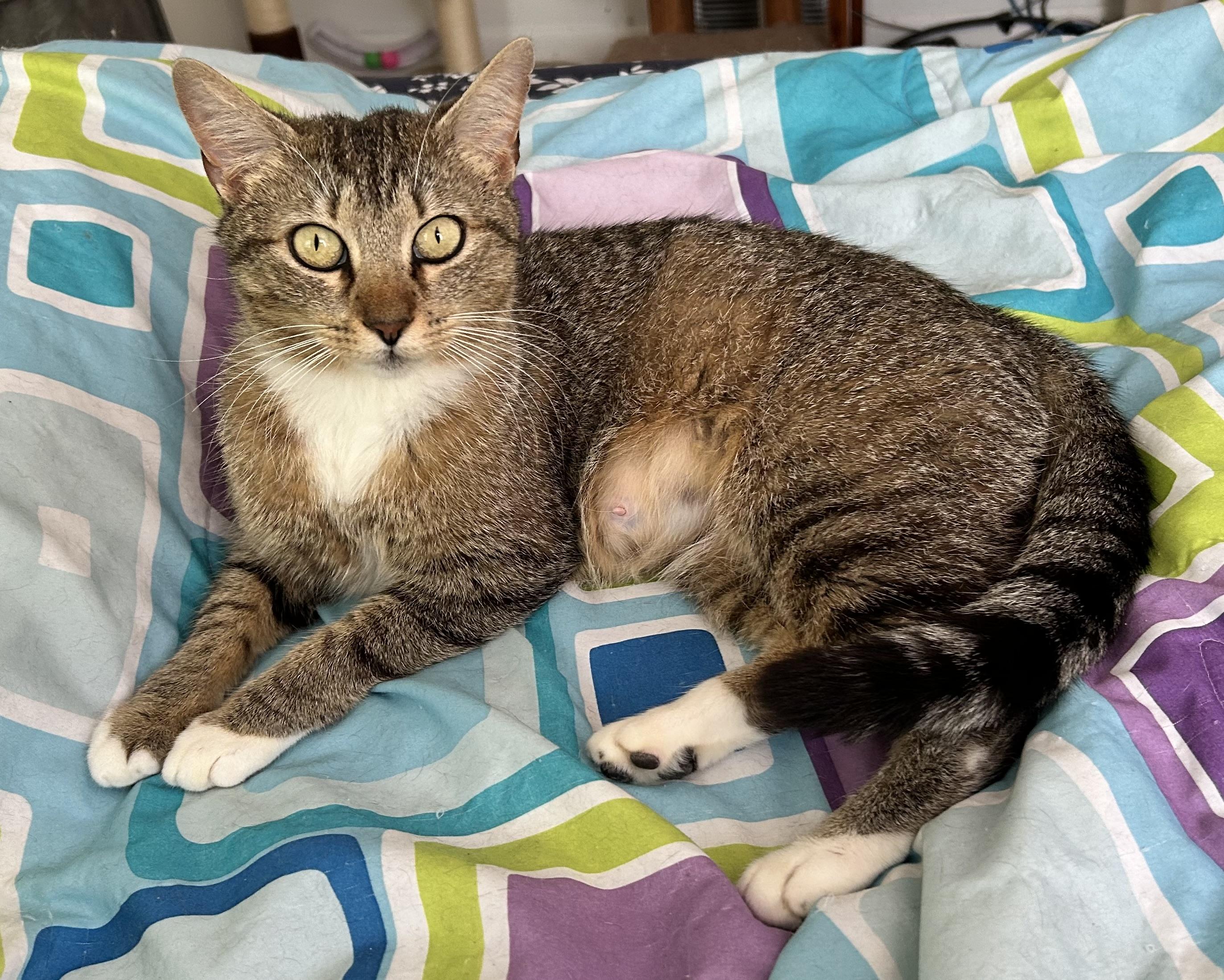 Enlarge Kittens Chai, Mocha, Latte and Mom Hazel, a ADOPTABLE Domestic Short Hair in Granby, CT image 5/6