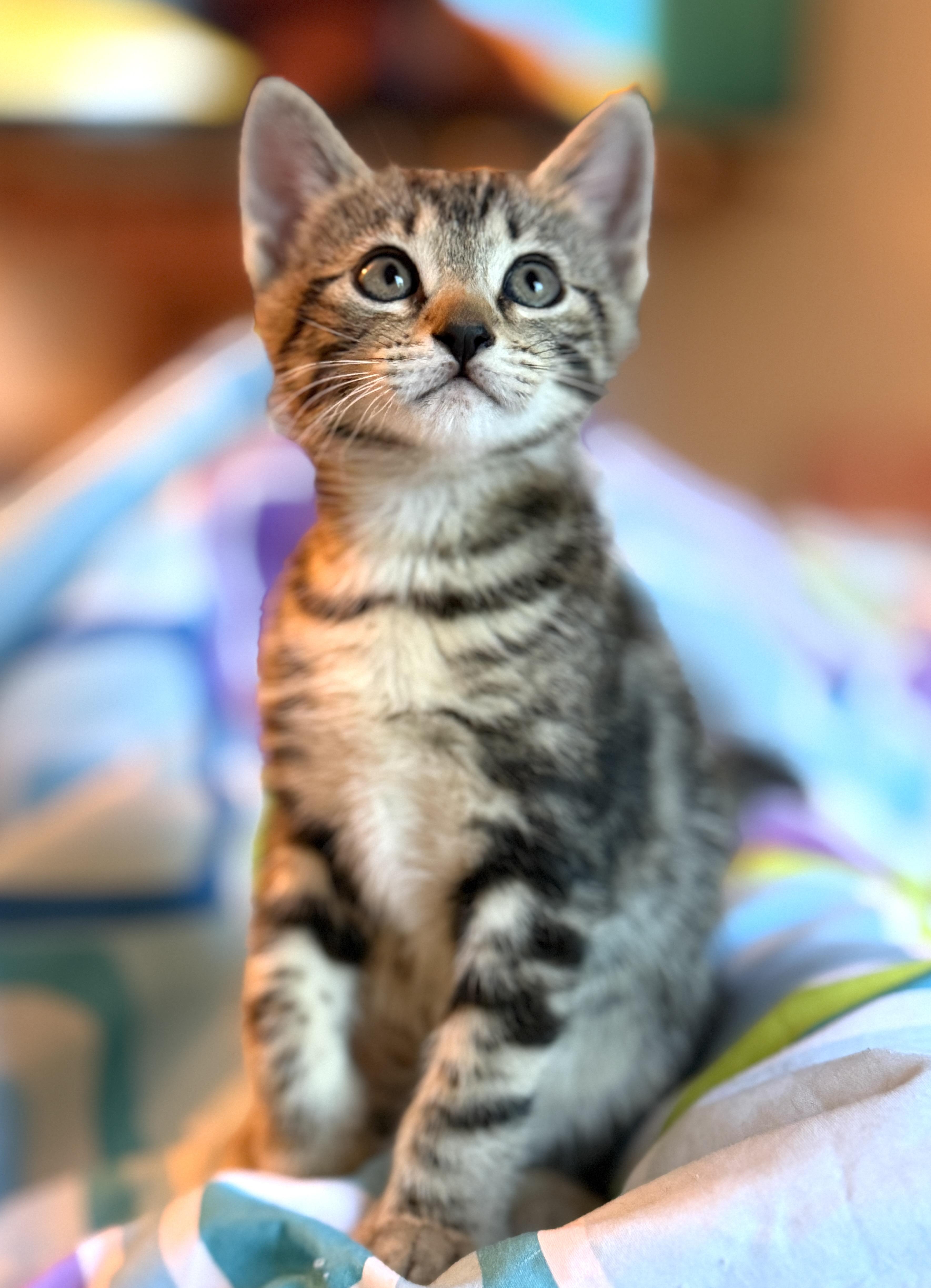 Enlarge Kittens Chai, Mocha, Latte and Mom Hazel, a ADOPTABLE Domestic Short Hair in Granby, CT image 4/6