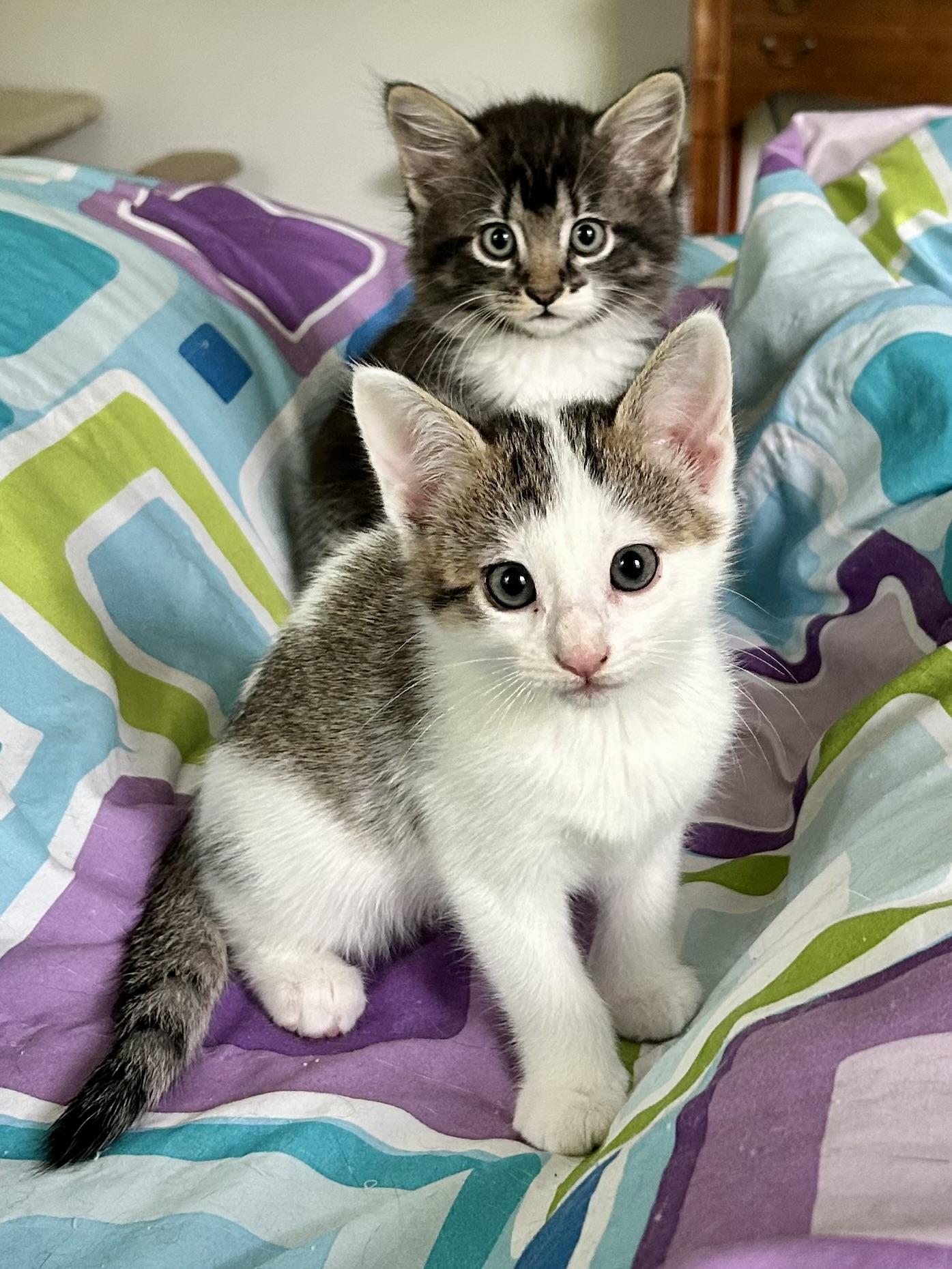Enlarge Kittens Chai, Mocha, Latte and Mom Hazel, a ADOPTABLE Domestic Short Hair in Granby, CT image 1/6
