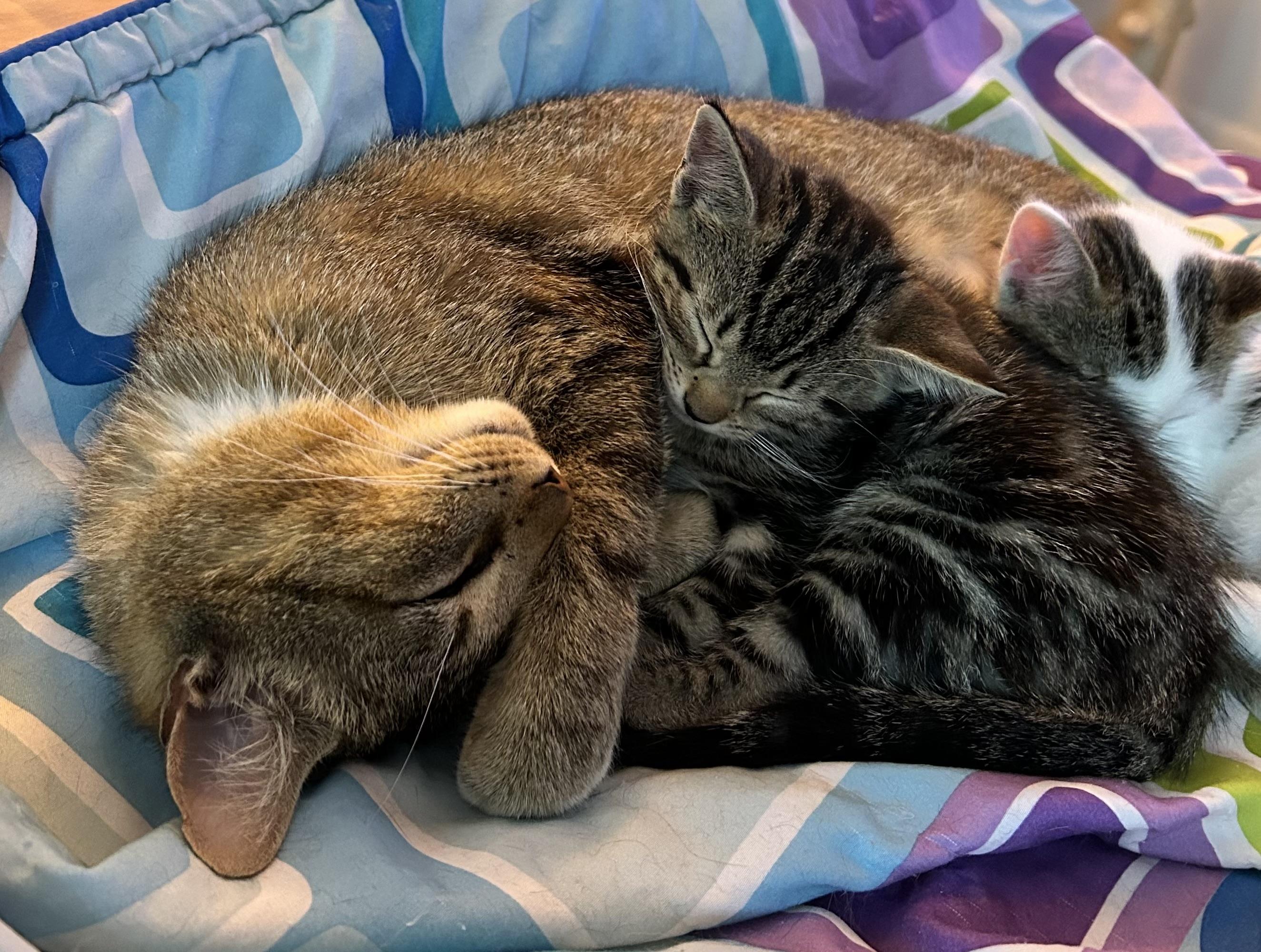 Enlarge Kittens Chai, Mocha, Latte and Mom Hazel, a ADOPTABLE Domestic Short Hair in Granby, CT image 6/6