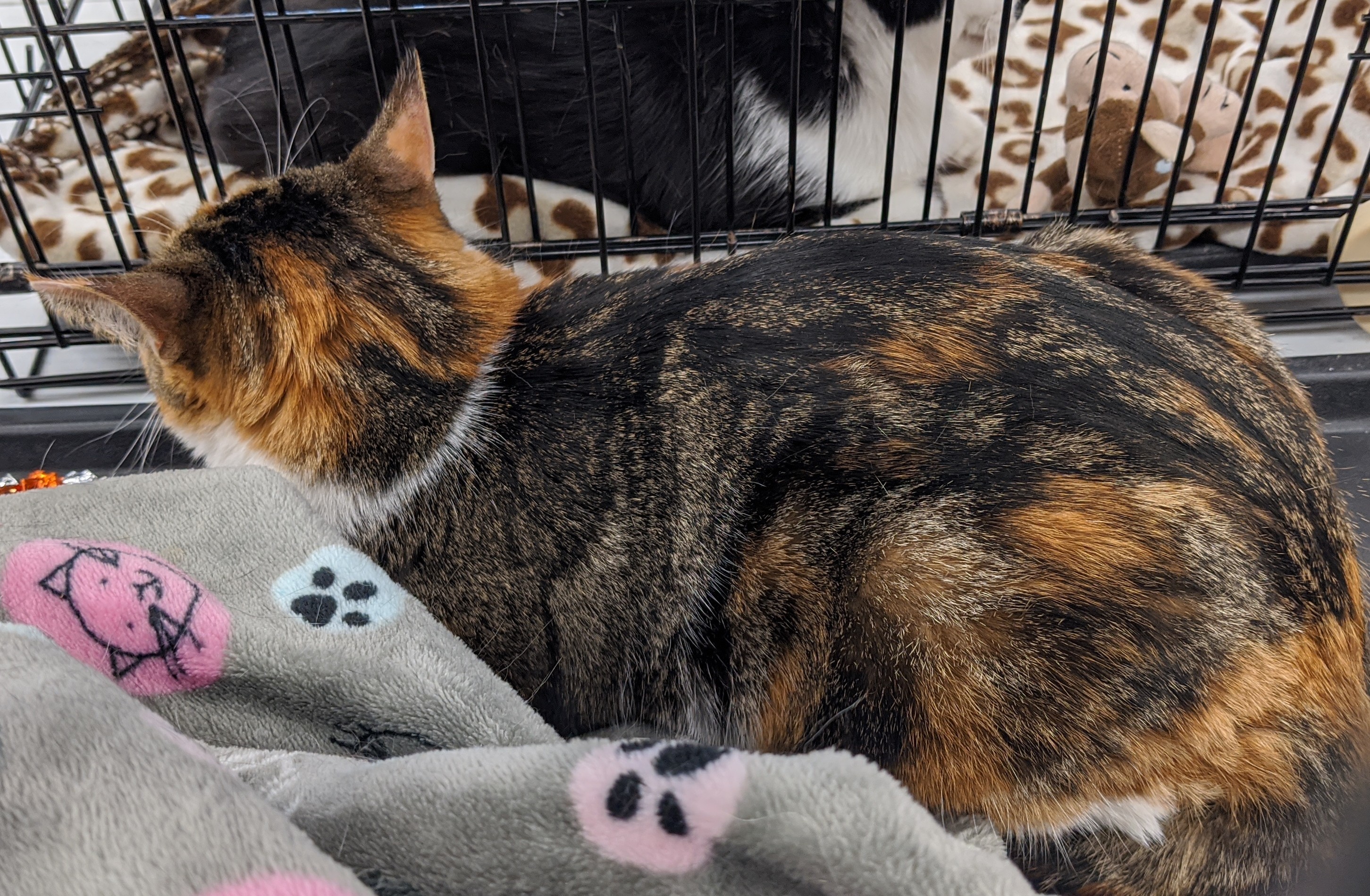 LIZZIE, Adoptable, Adult Female Calico.