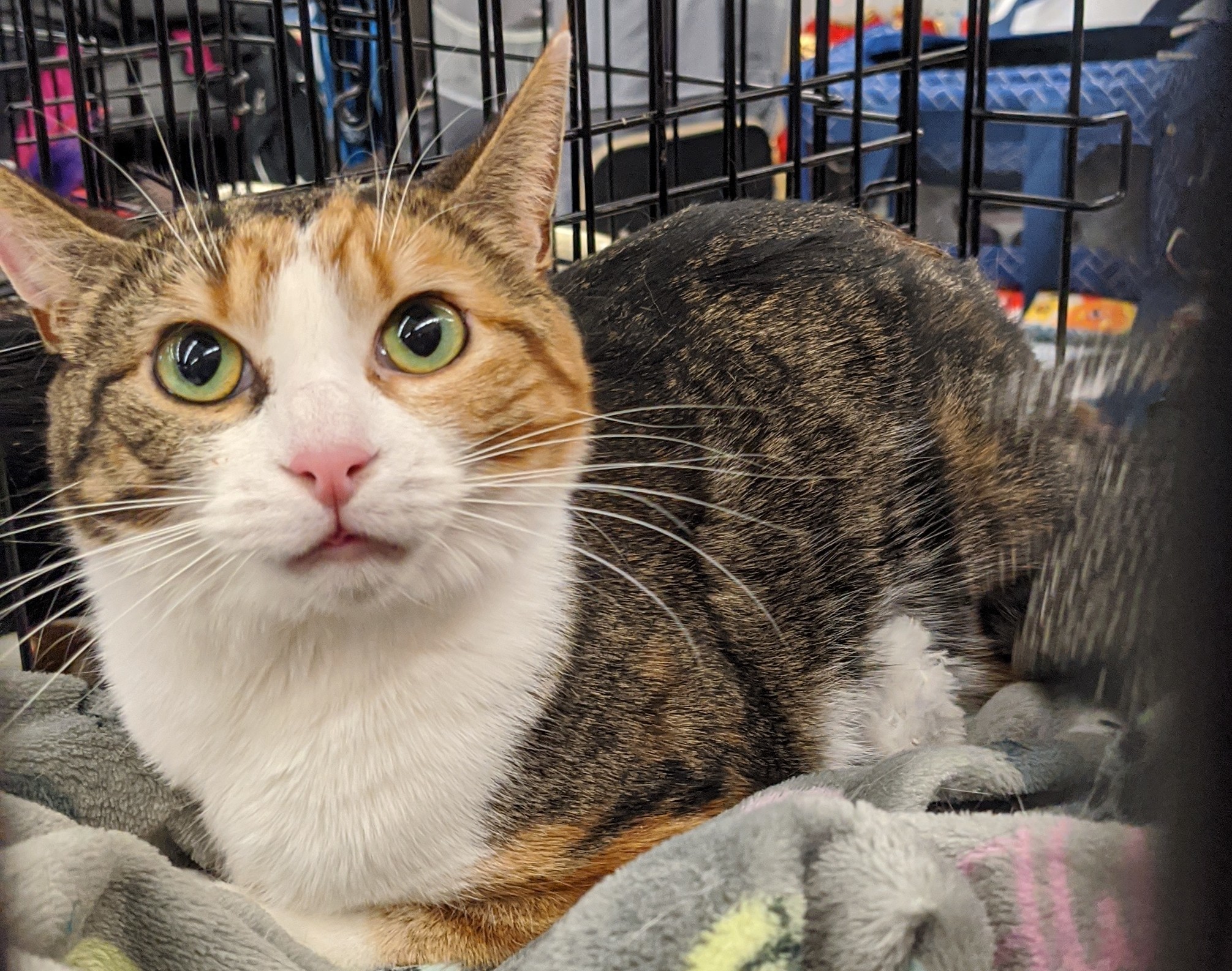 Enlarge LIZZIE, a Adoptable Calico in Oak Lawn, IL image 2/8