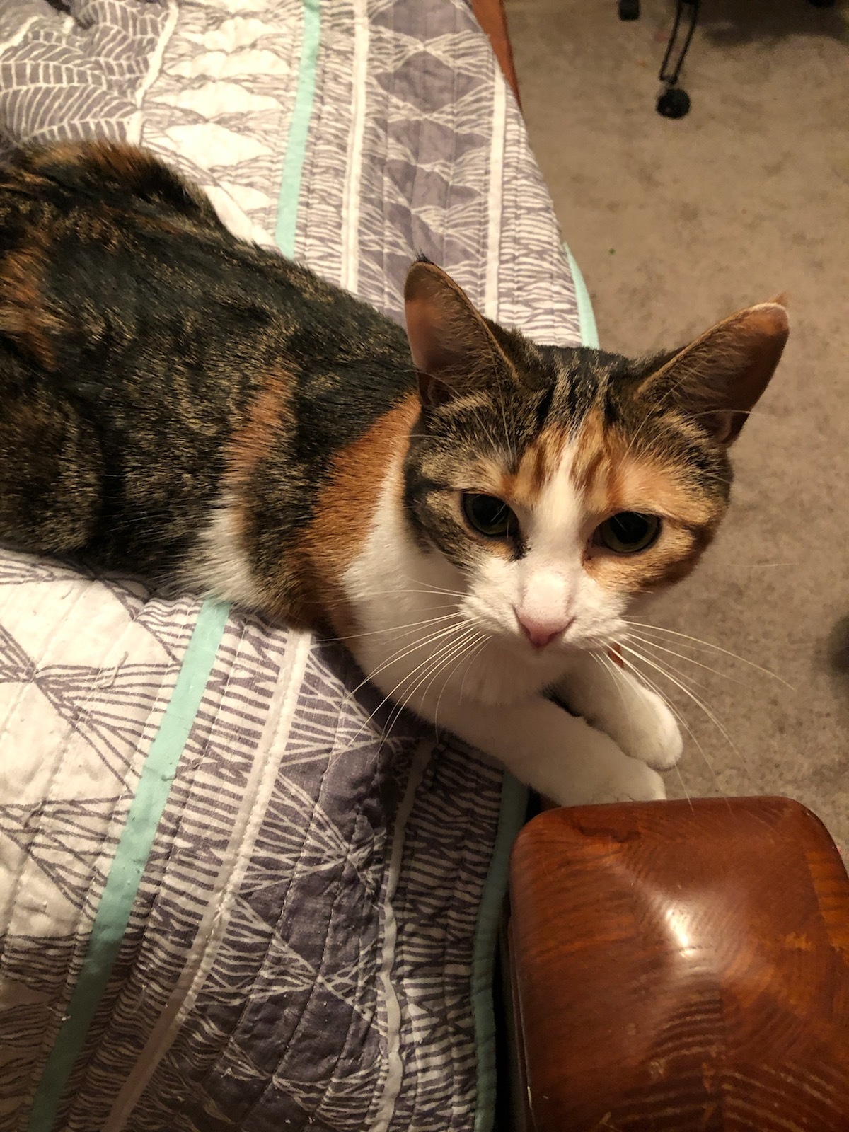 Enlarge LIZZIE, a Adoptable Calico in Oak Lawn, IL image 3/8