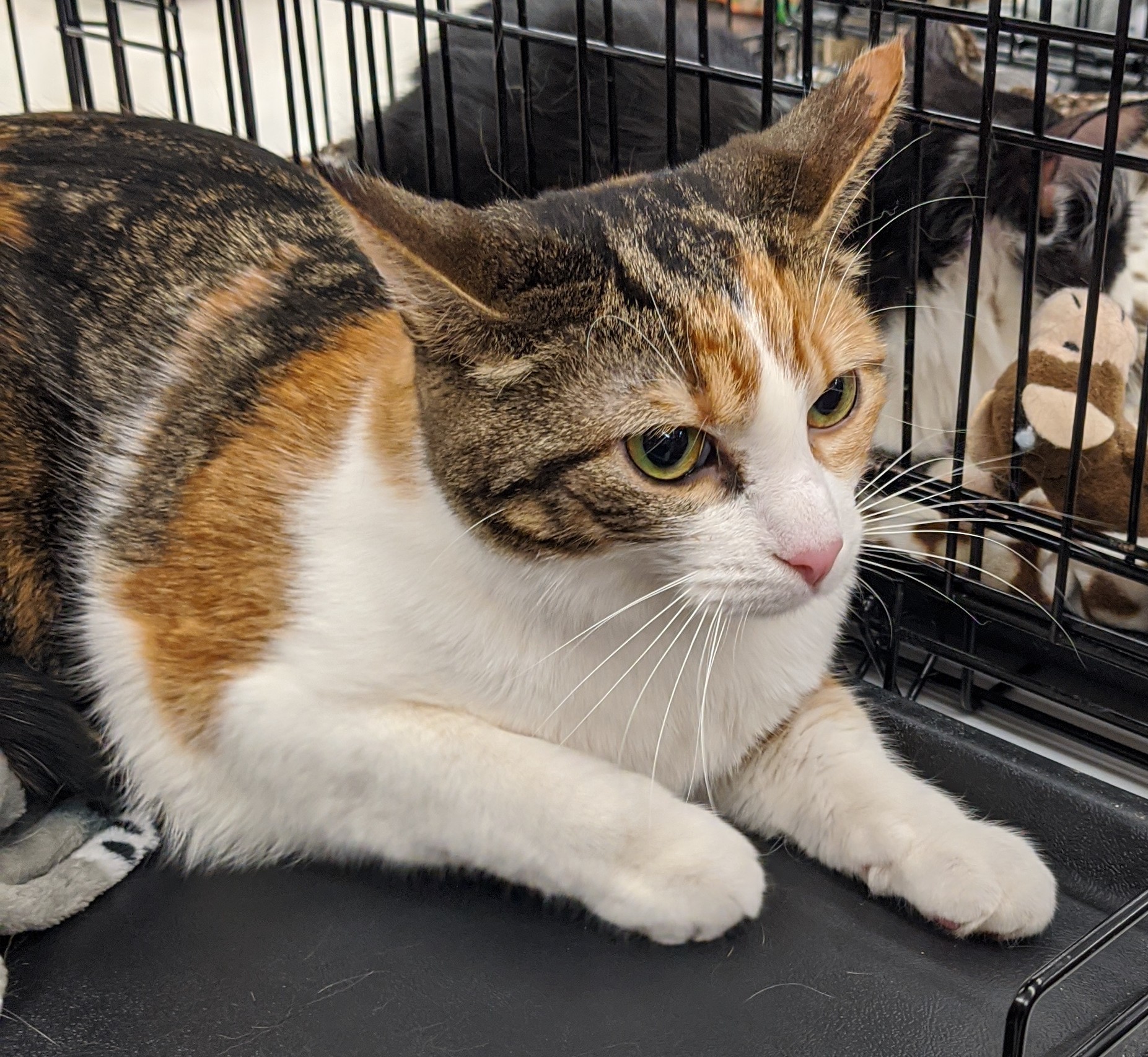 LIZZIE, Adoptable, Adult Female Calico.