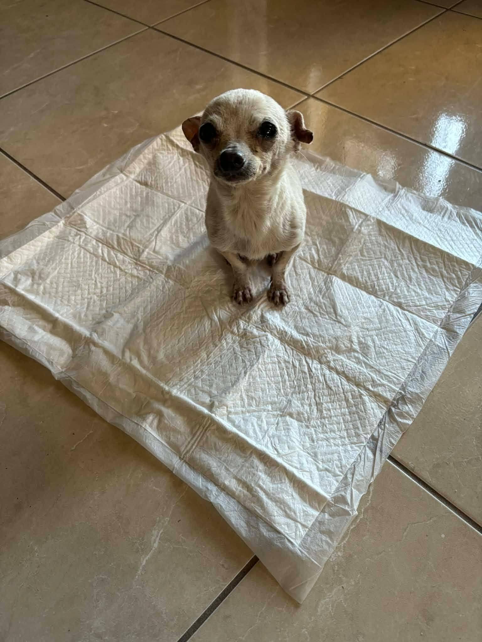 Enlarge Winston, a Adoptable Chihuahua in Austin, TX image 1/6