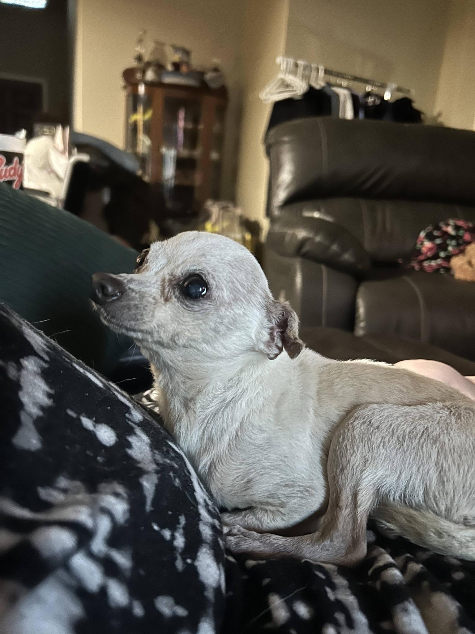 Enlarge Winston, a Adoptable Chihuahua in Austin, TX image 2/6