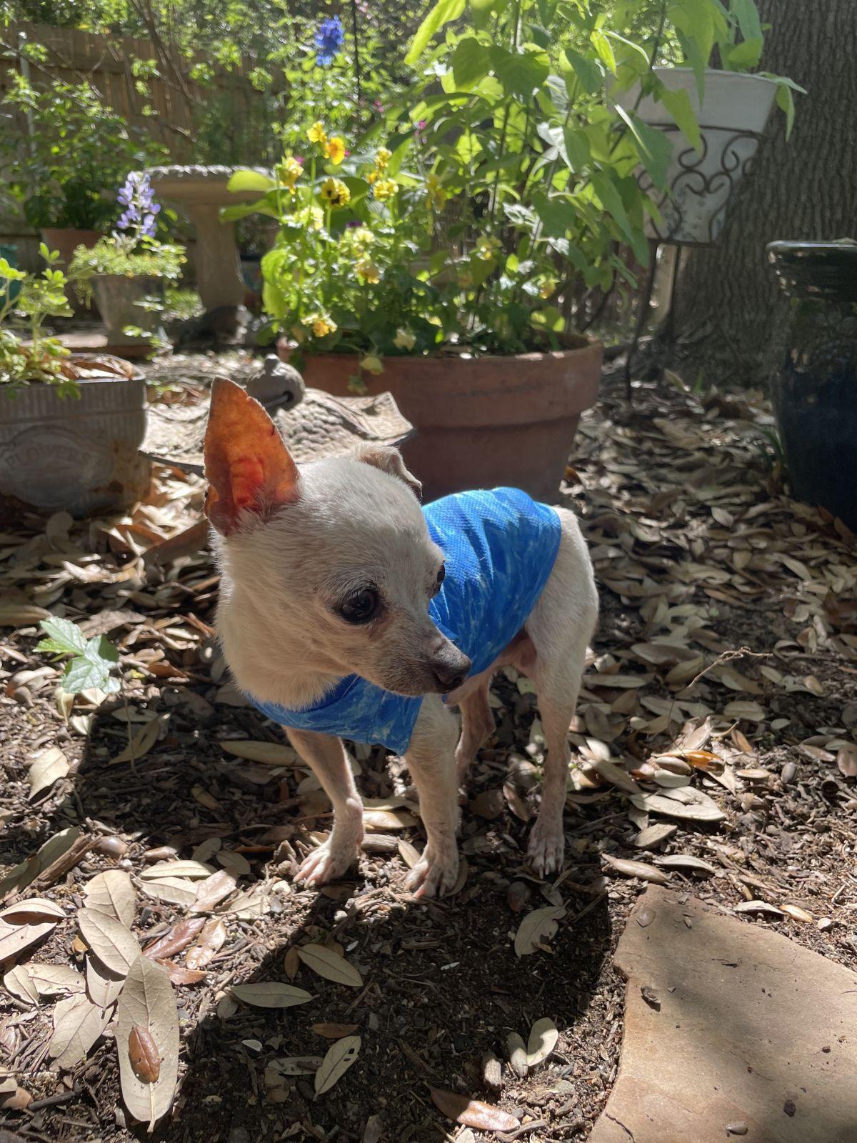 Enlarge Winston, a Adoptable Chihuahua in Austin, TX image 3/6
