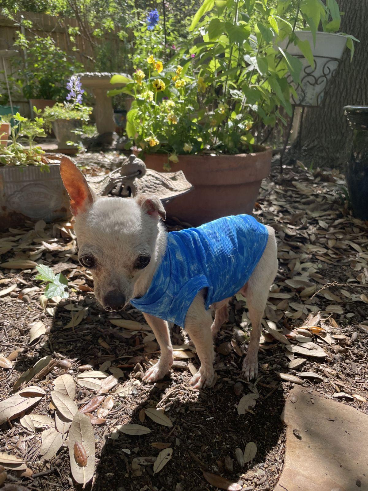 Enlarge Winston, a Adoptable Chihuahua in Austin, TX image 4/6