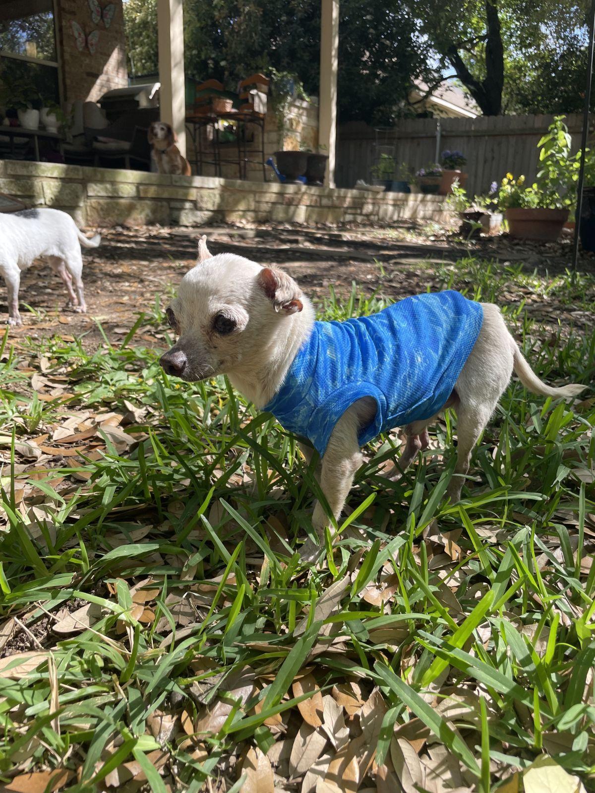 Enlarge Winston, a Adoptable Chihuahua in Austin, TX image 5/6
