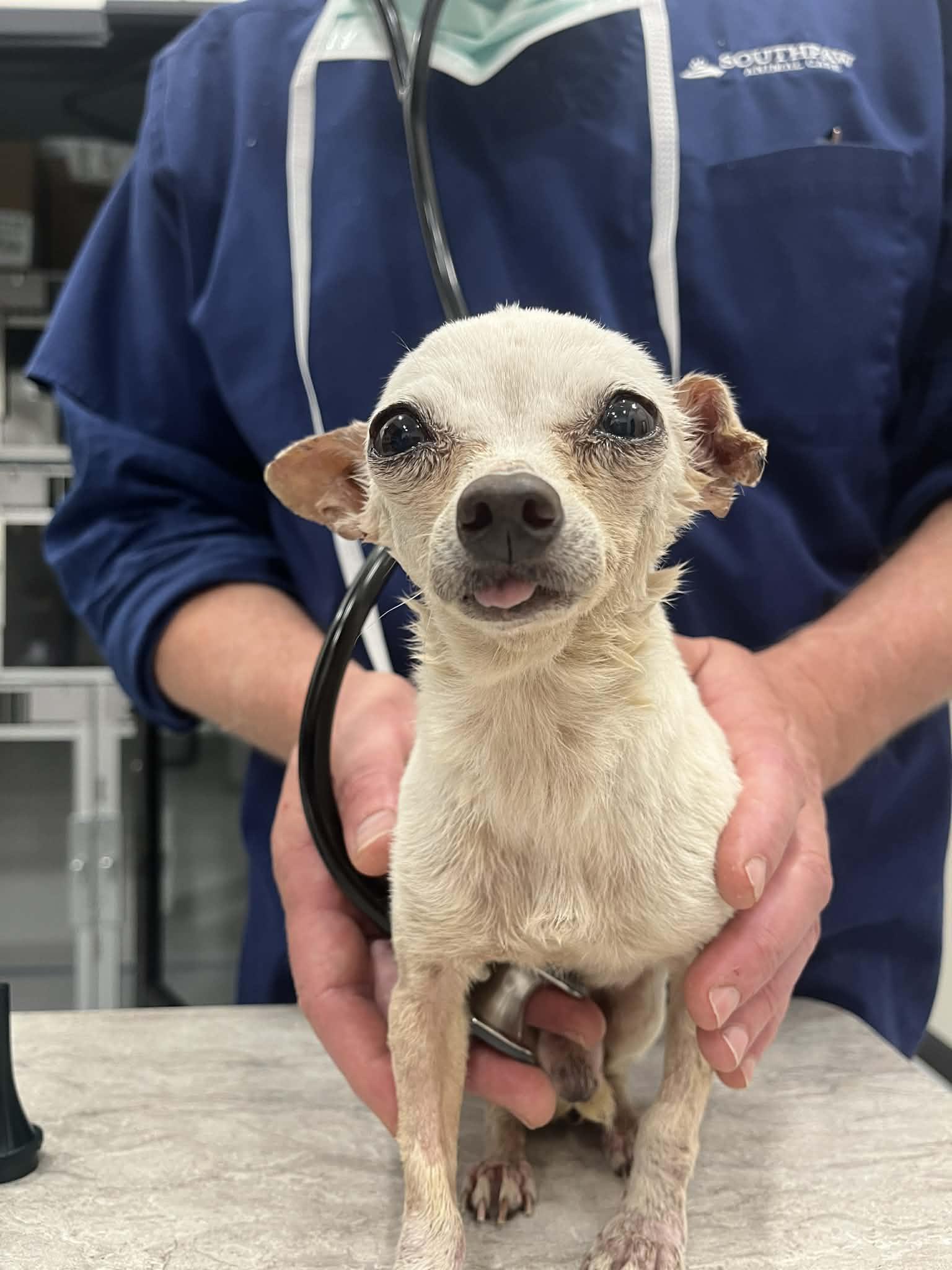 Enlarge Winston, a Adoptable Chihuahua in Austin, TX image 6/6