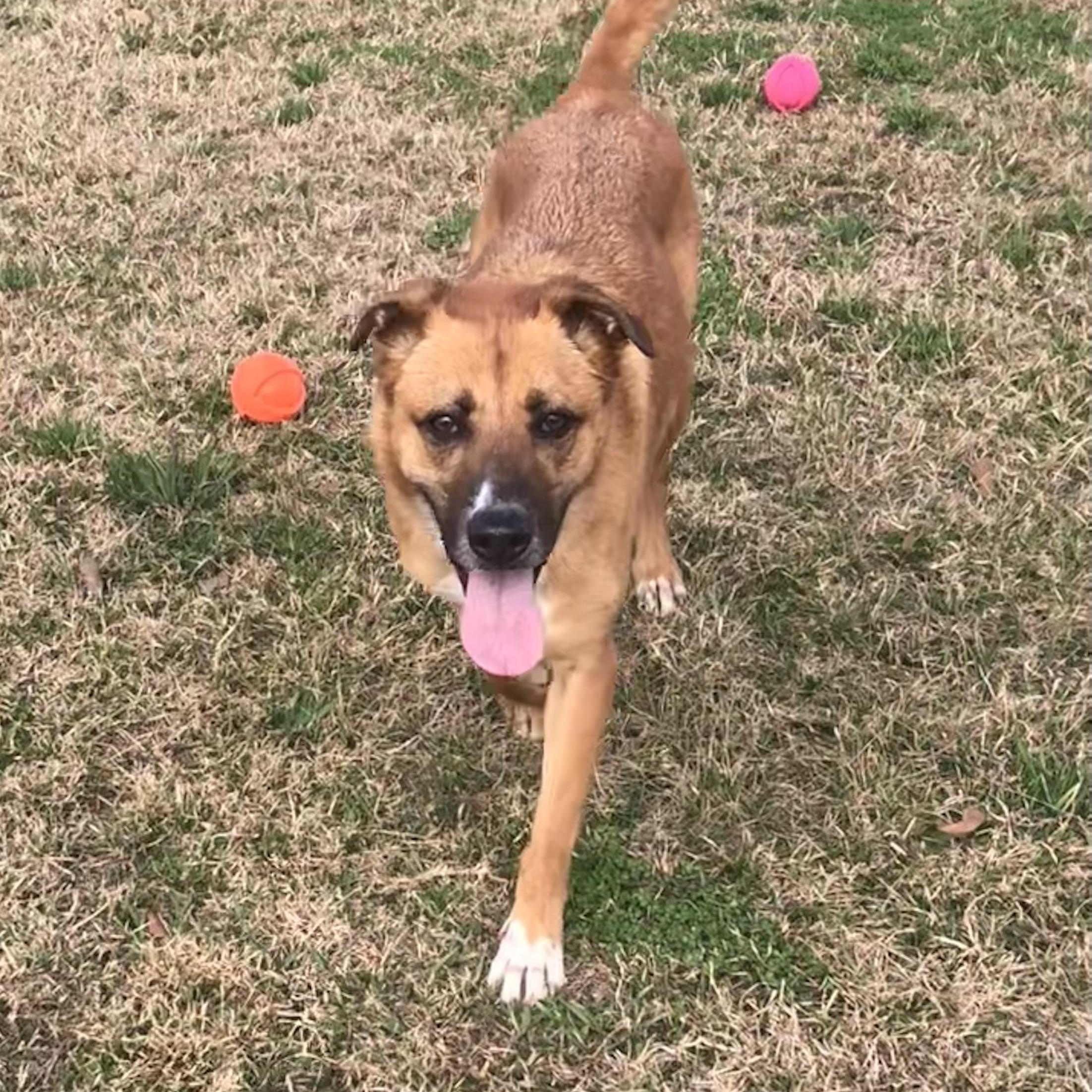 Enlarge Nyla, a Adopted mixed breed in Magnolia Springs, AL image 3/6
