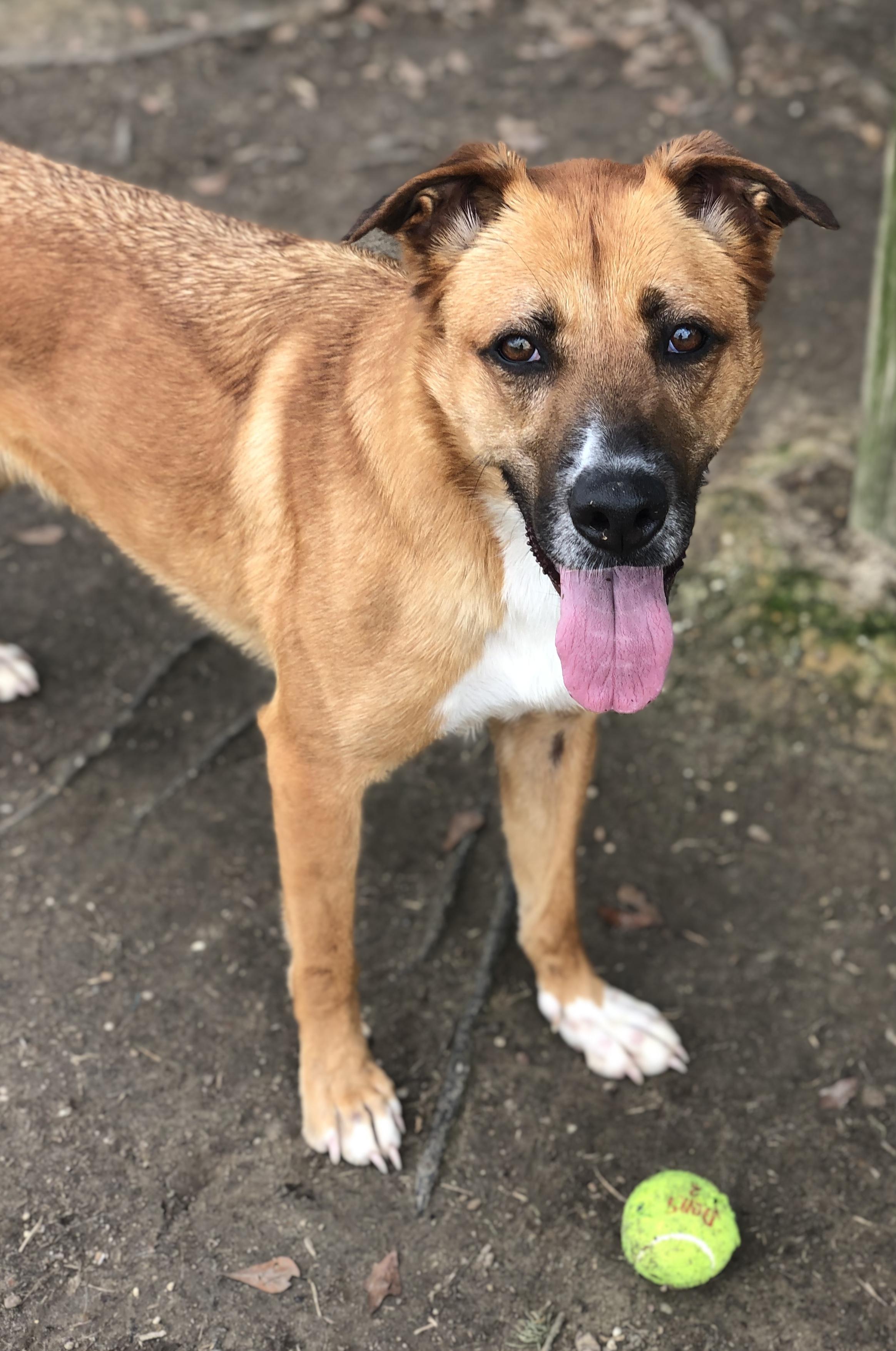 Enlarge Nyla, a Adopted mixed breed in Magnolia Springs, AL image 2/6
