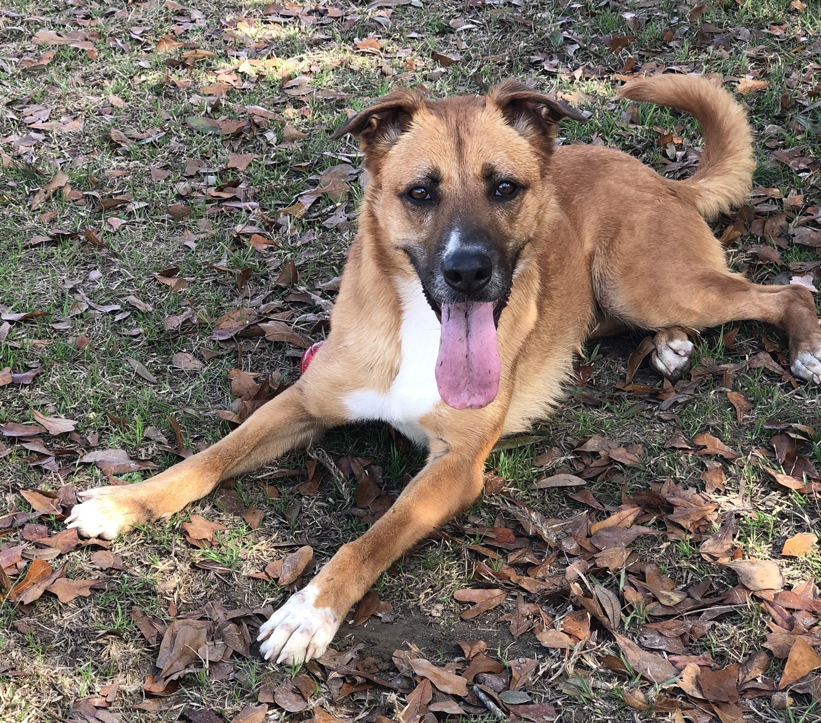 Enlarge Nyla, a Adopted mixed breed in Magnolia Springs, AL image 4/6
