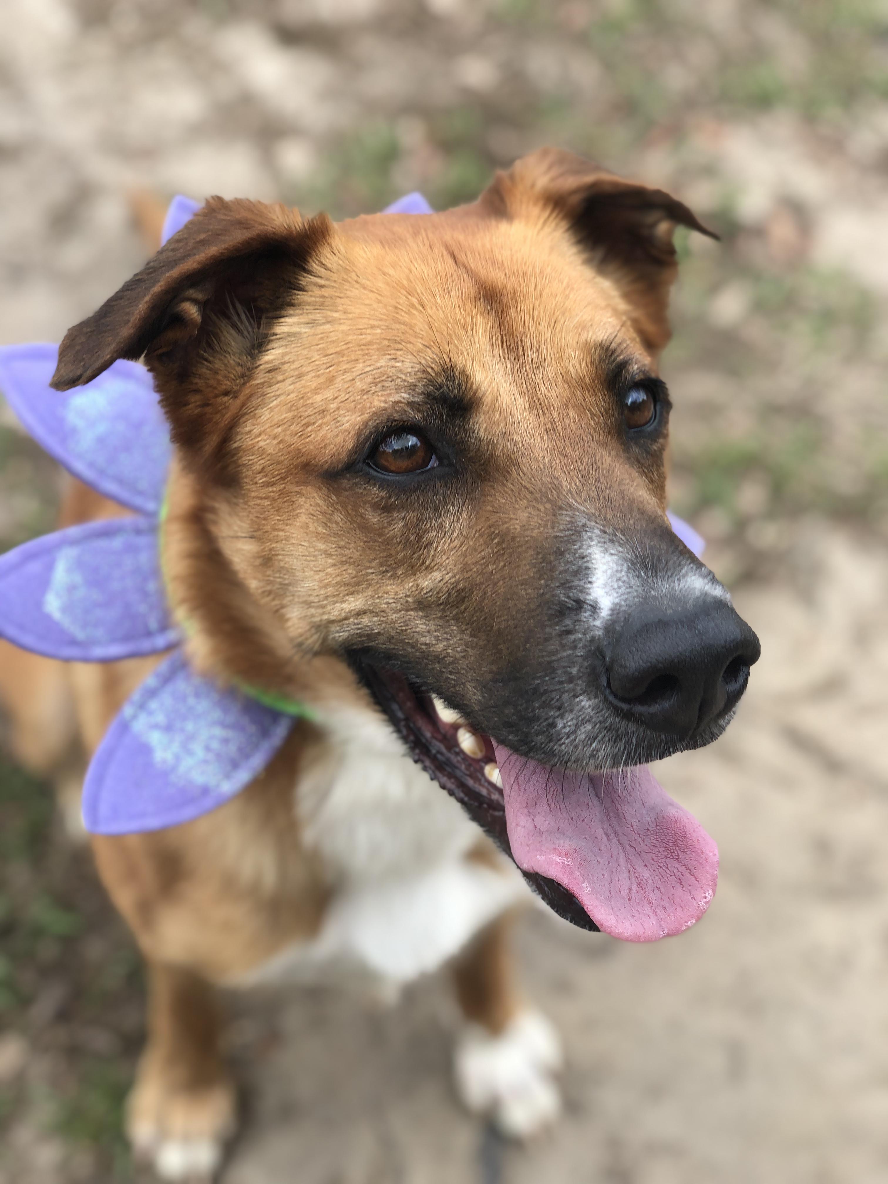 Enlarge Nyla, a Adopted mixed breed in Magnolia Springs, AL image 1/6