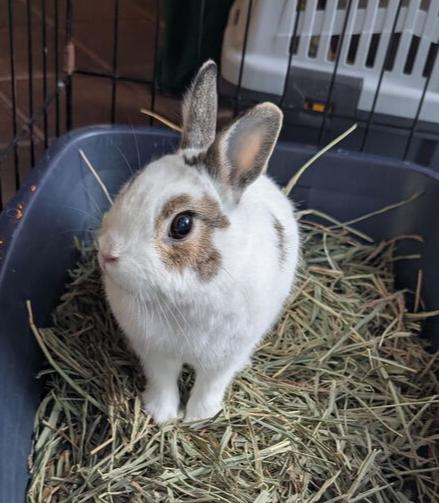 Tyson, Adopted, Young Male Bunny Rabbit.