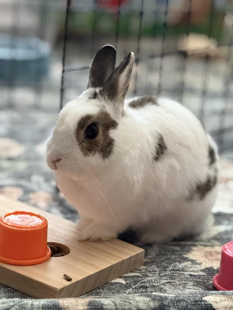 Enlarge Tyson, a Adopted Bunny Rabbit in Longwood, FL image 3/6