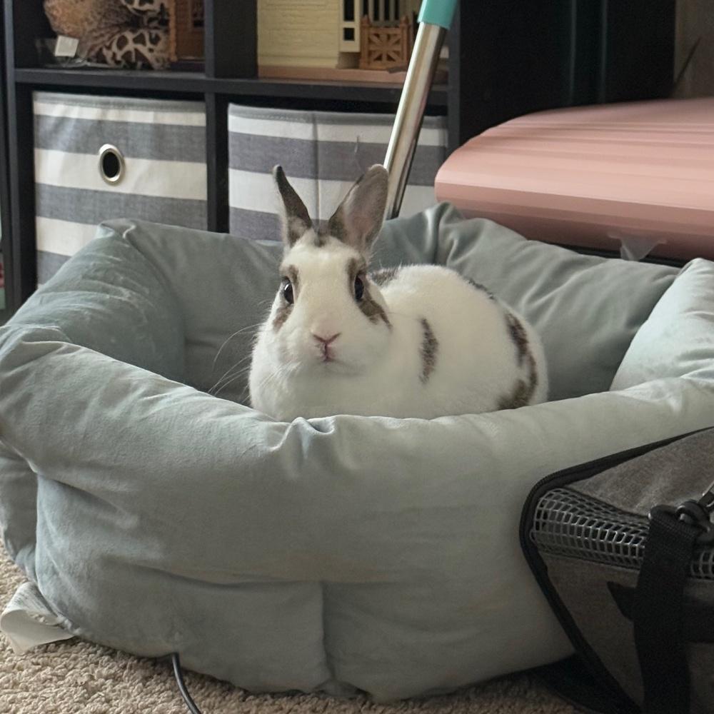 Enlarge Tyson, a Adopted Bunny Rabbit in Longwood, FL image 4/6