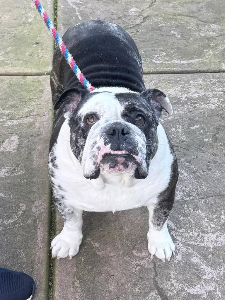 Enlarge Dixie, an adopted English Bulldog in Folsom, CA image 3/3