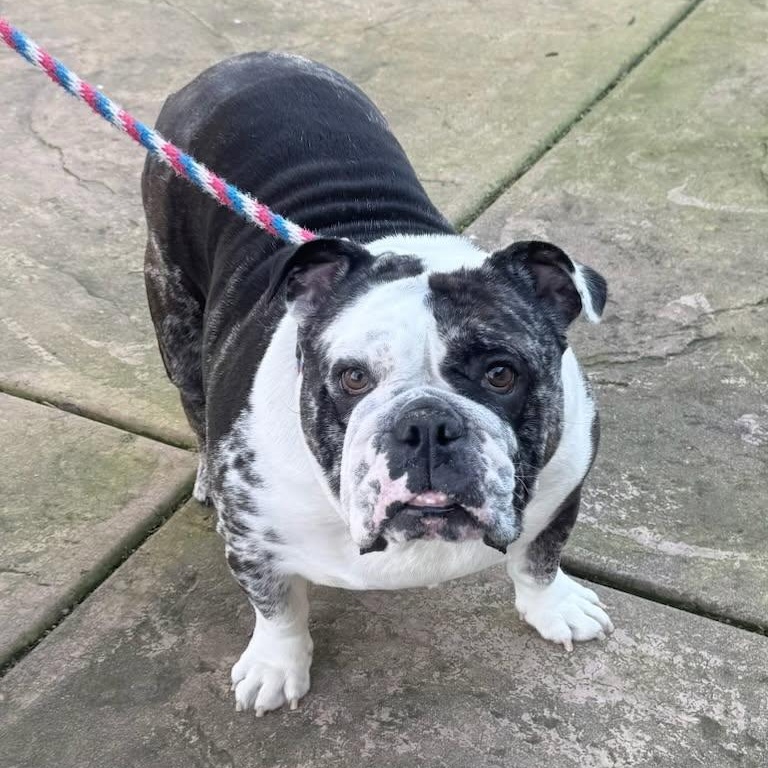 Dixie, adopted, Adult Female English Bulldog.