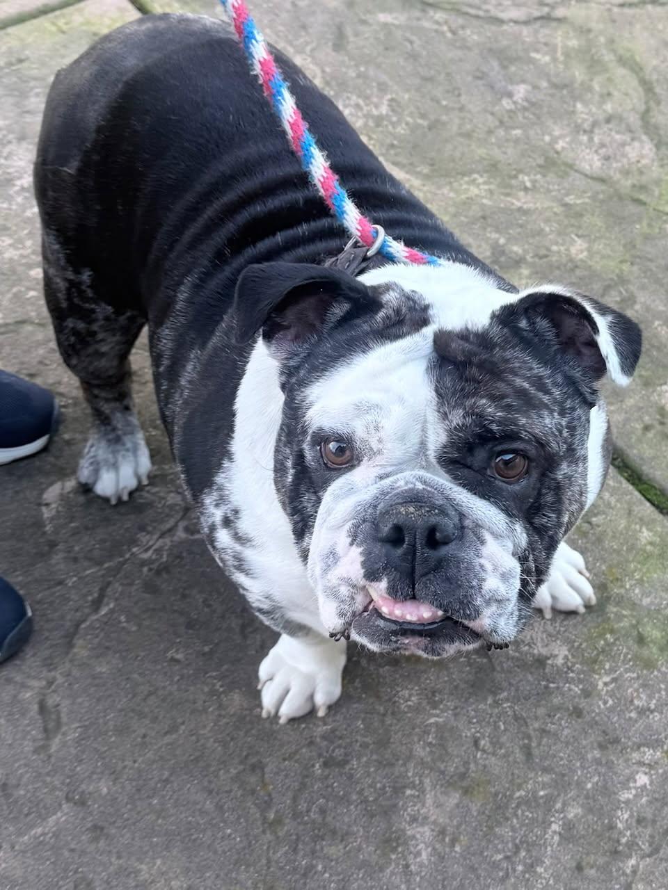 Enlarge Dixie, an adopted English Bulldog in Folsom, CA image 2/3