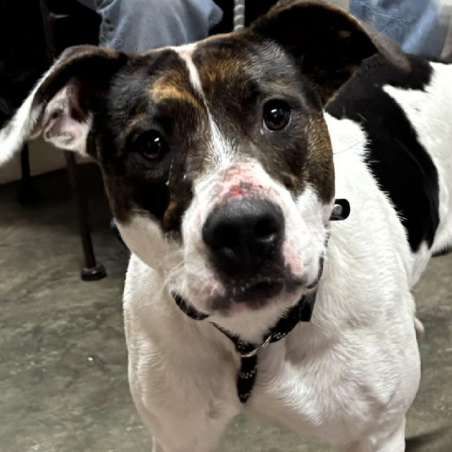 Chase, a ADOPTABLE mixed breed in Saint Marys, WV image 1/6