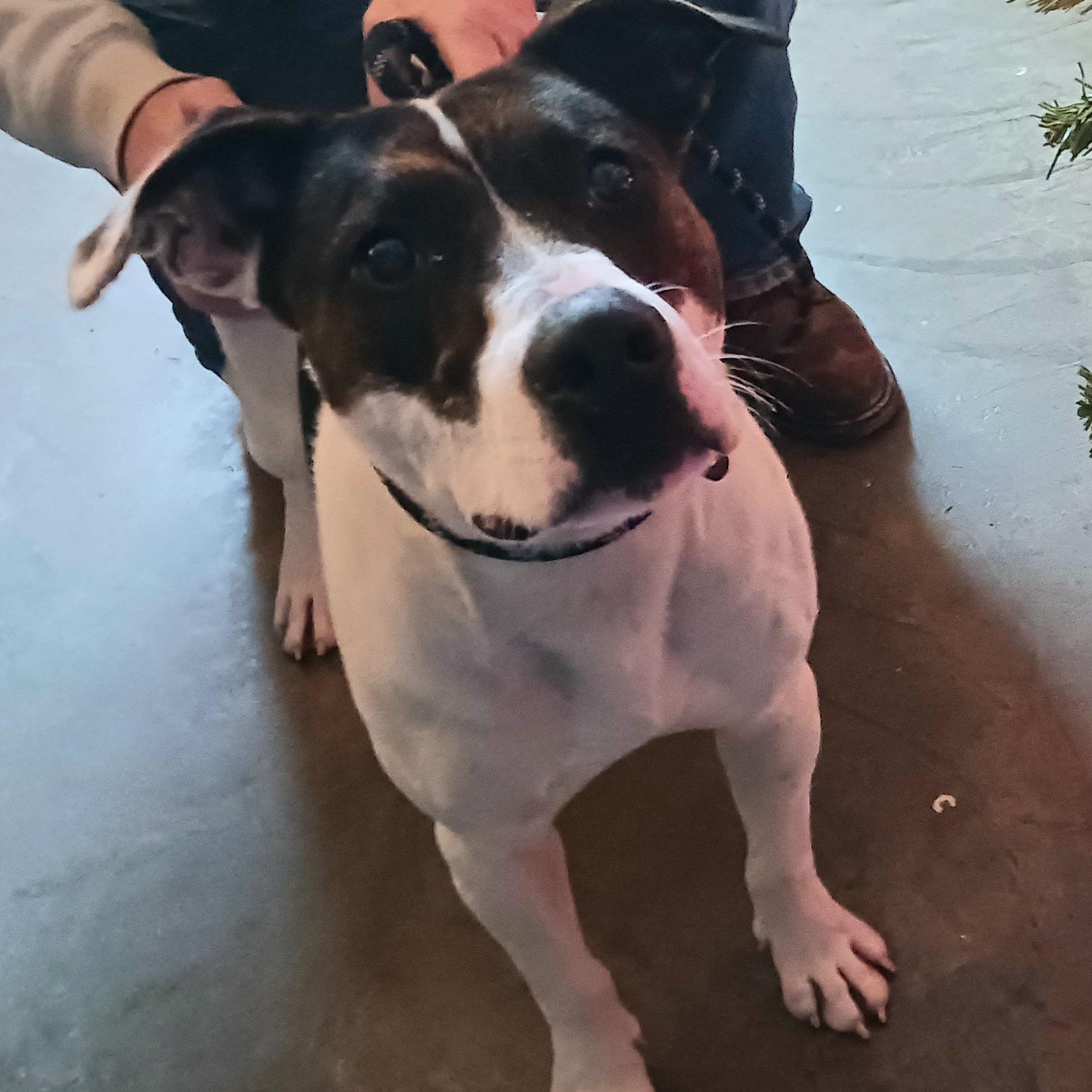 Chase, a ADOPTABLE mixed breed in Saint Marys, WV image 5/6