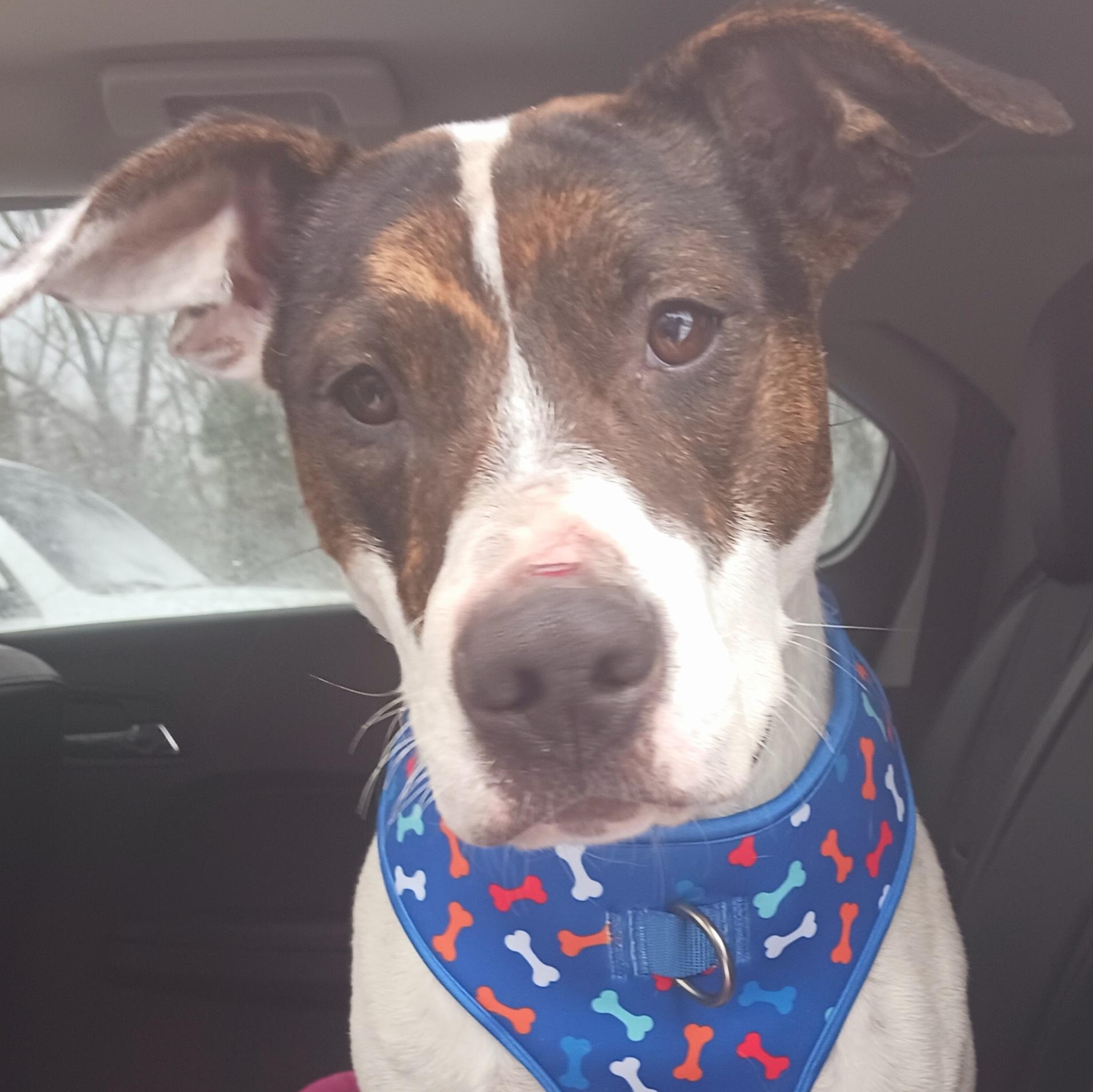 Chase, a ADOPTABLE mixed breed in Saint Marys, WV image 2/6