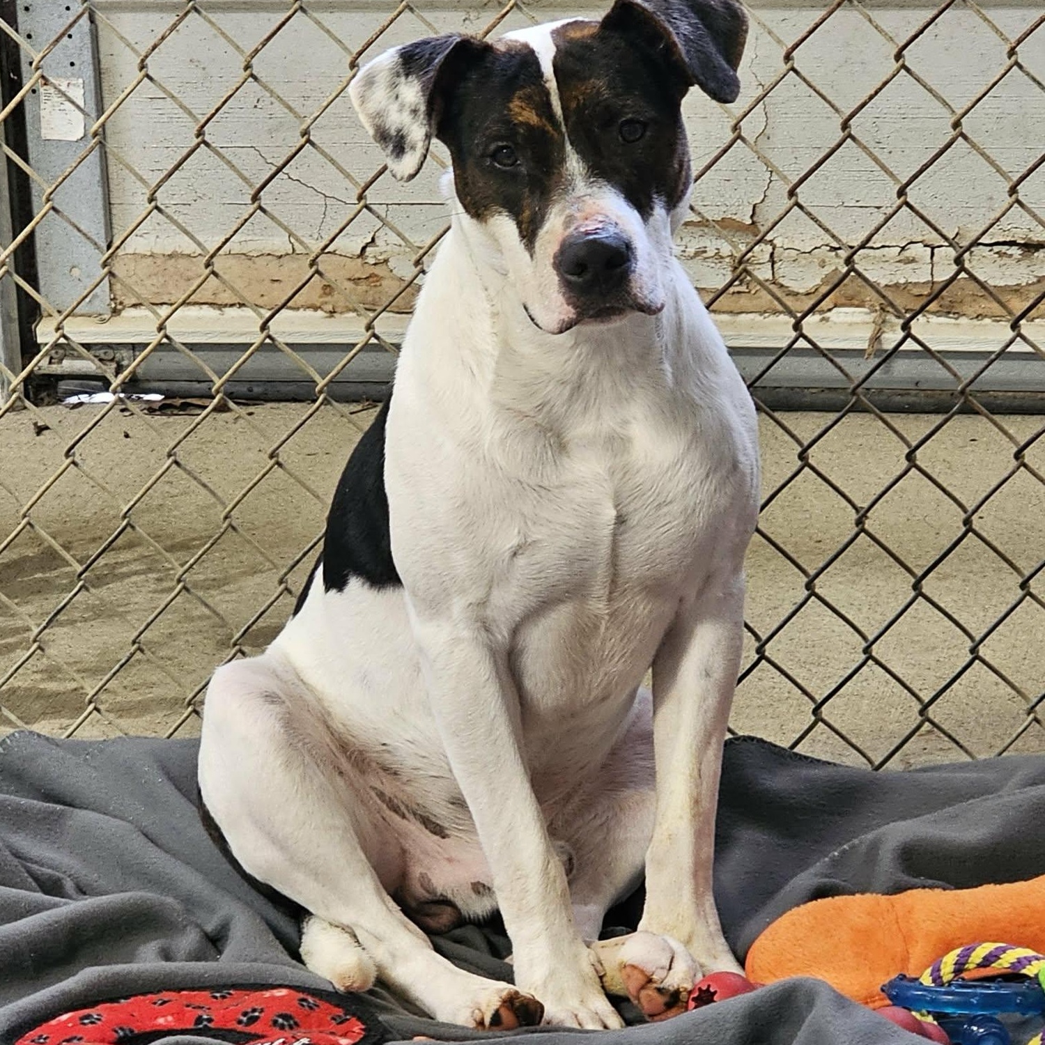 Chase, a ADOPTABLE mixed breed in Saint Marys, WV image 4/6