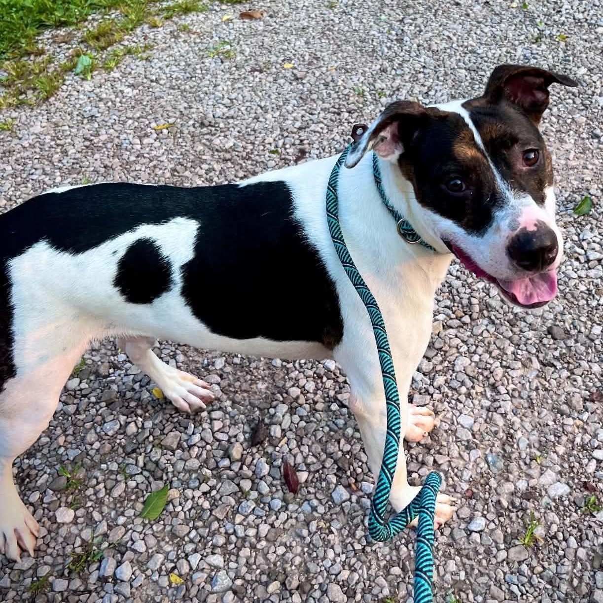Chase, ADOPTABLE, Adult Male Pit Bull Terrier.