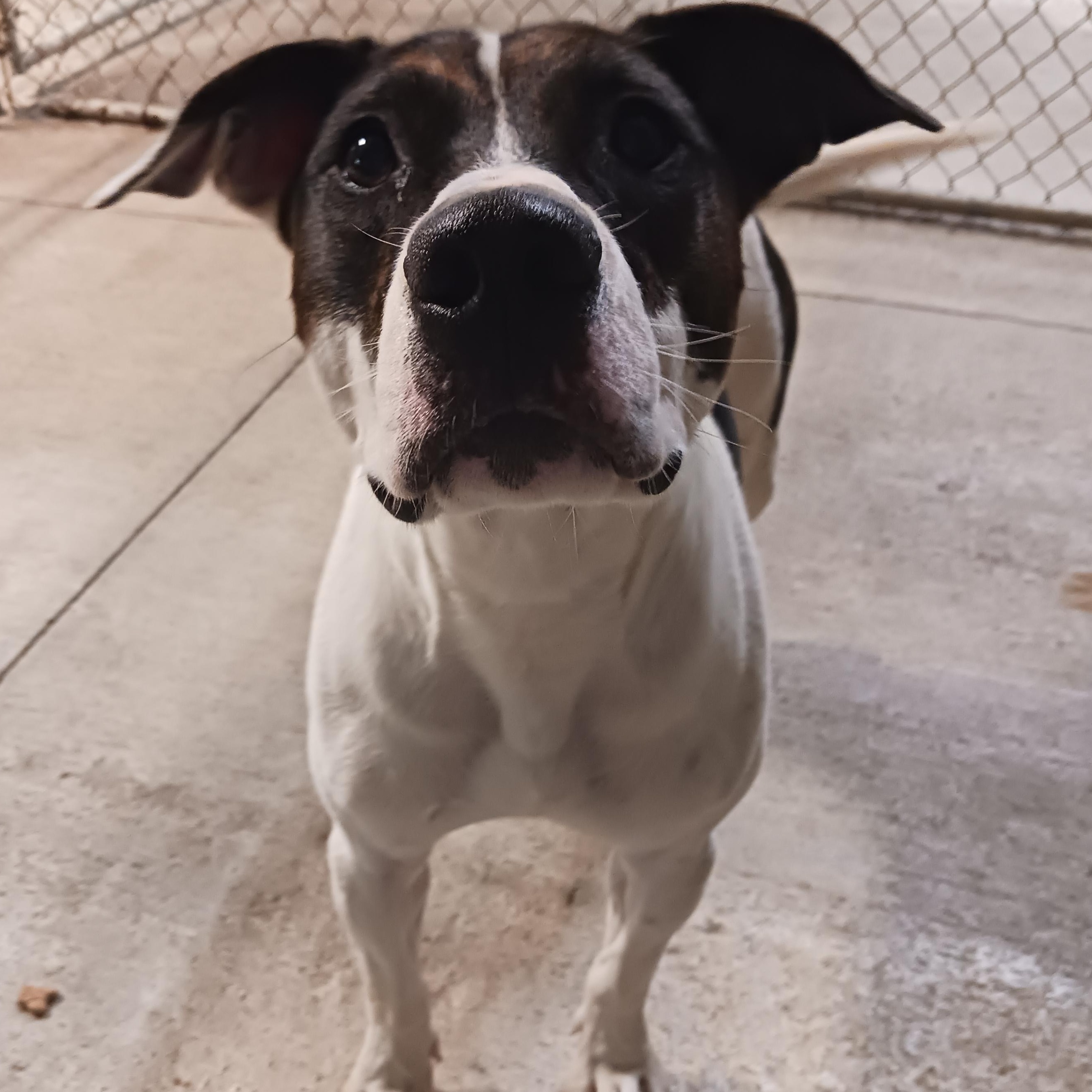 Chase, ADOPTABLE, Adult Male Pit Bull Terrier.