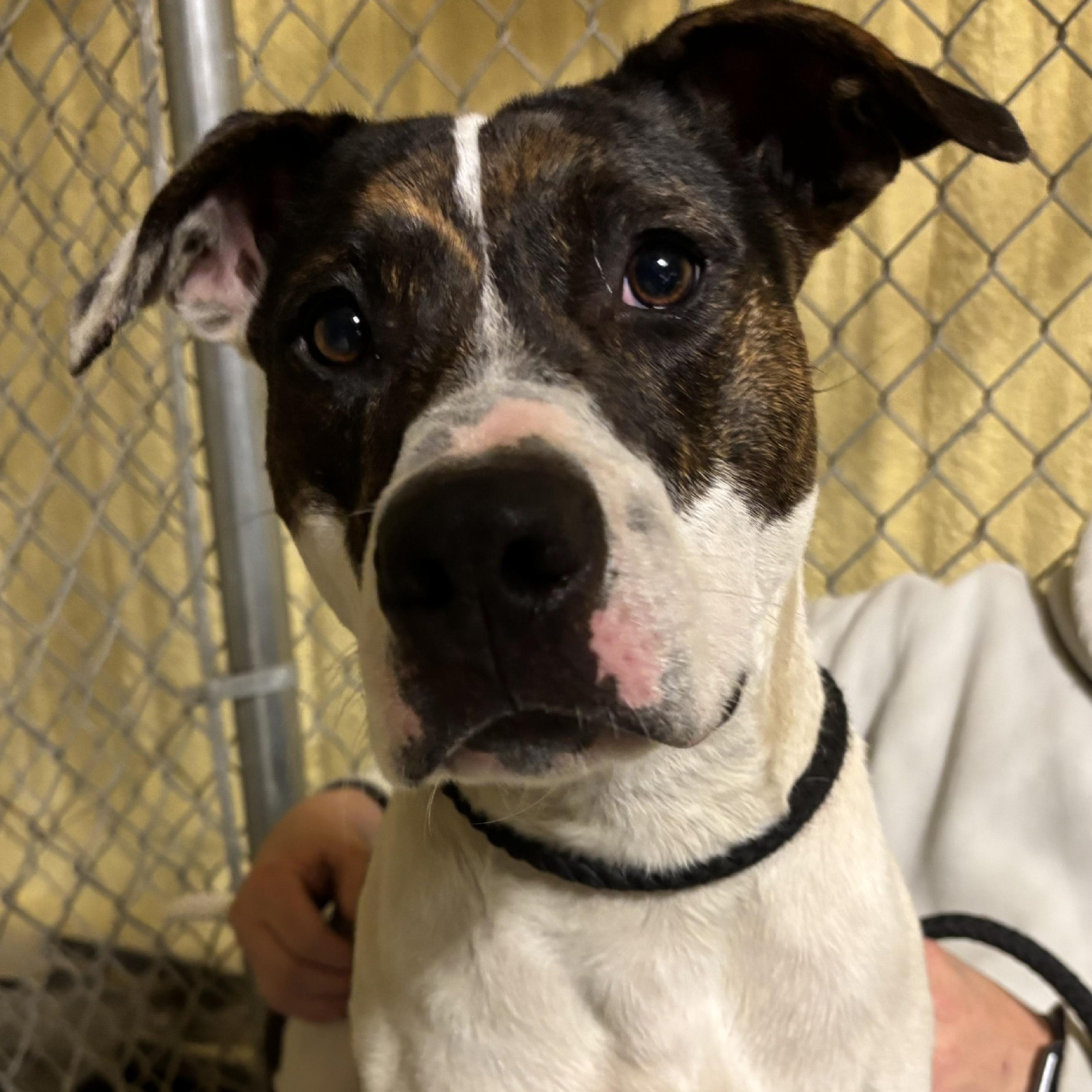 Chase, a ADOPTABLE mixed breed in Saint Marys, WV image 3/6