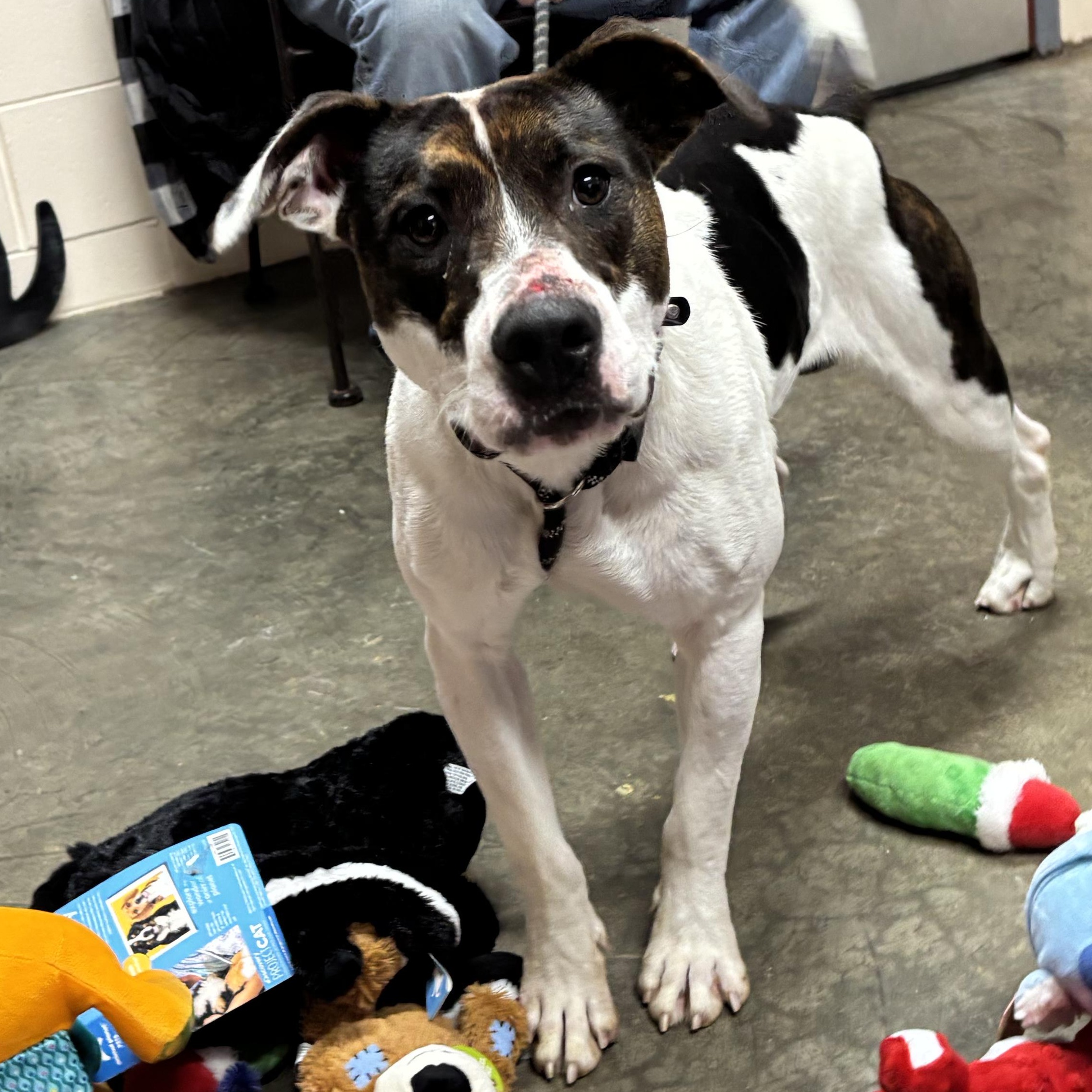 Chase, a ADOPTABLE mixed breed in Saint Marys, WV image 6/6