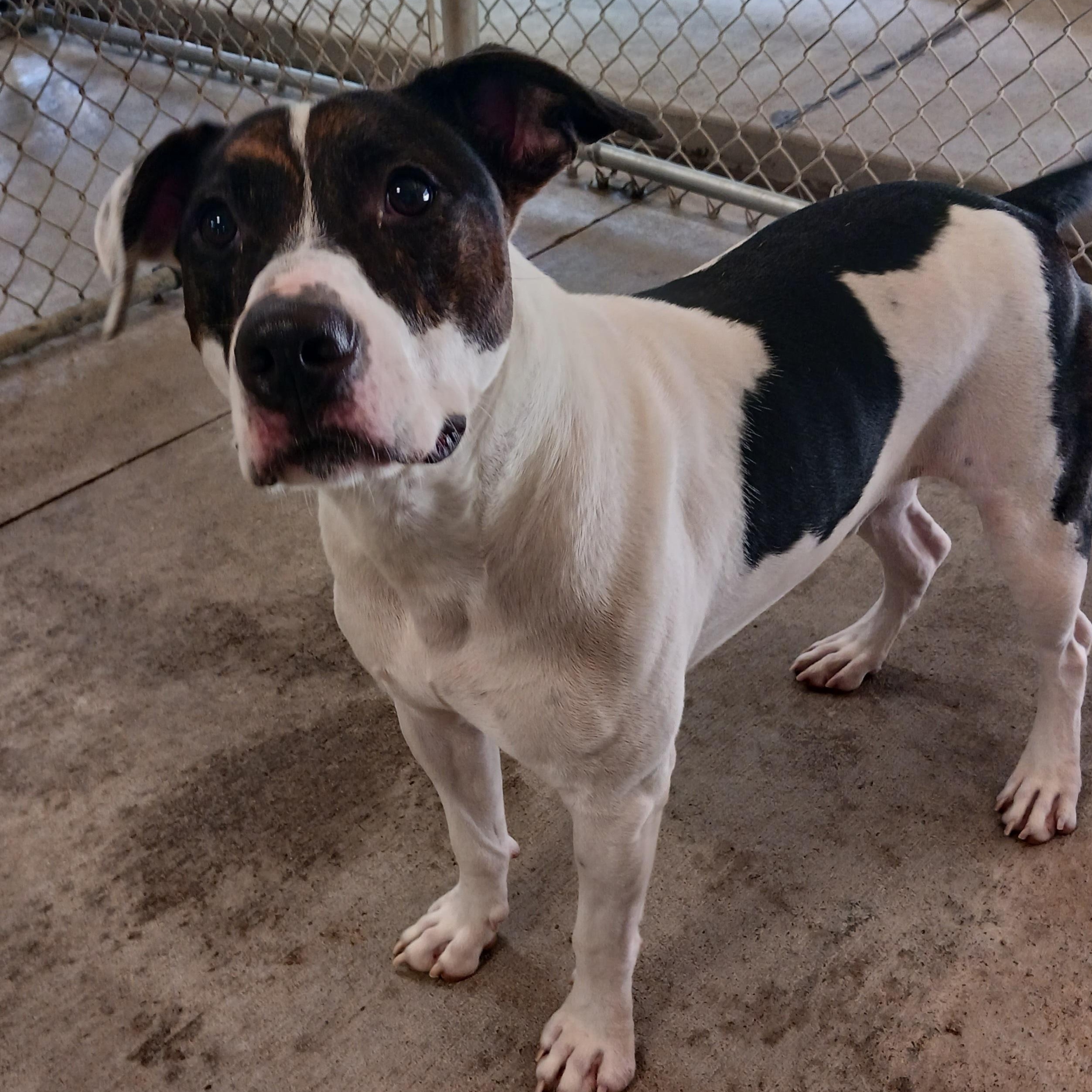 Enlarge Chase, a ADOPTABLE mixed breed in Saint Marys, WV image 6/6