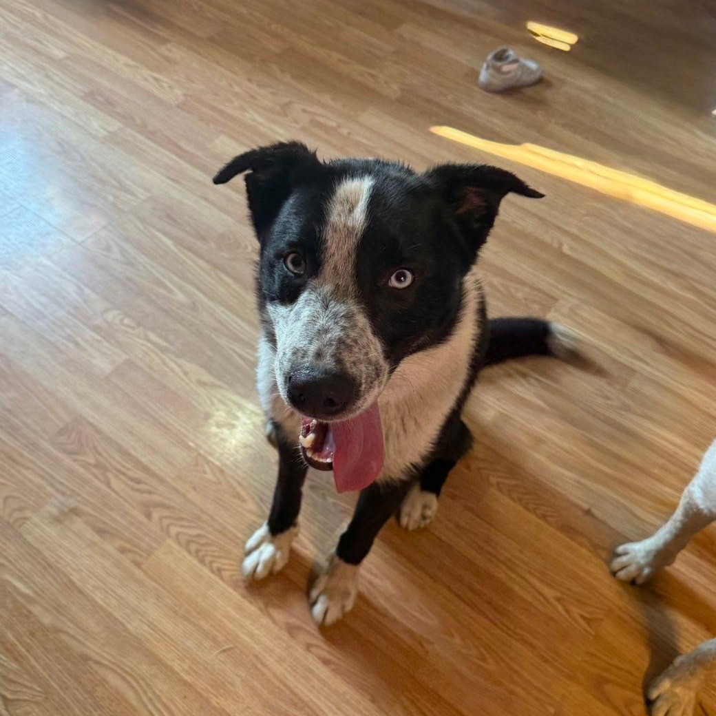 Blueberry, adopted, Adult Male Australian Cattle Dog / Blue Heeler.