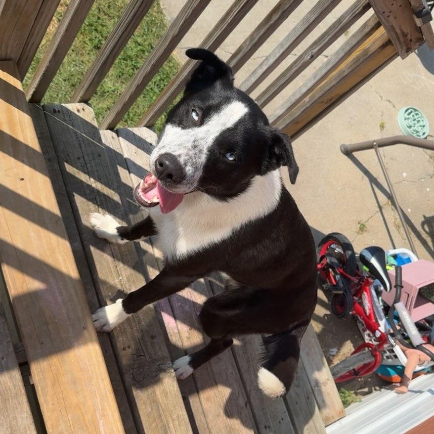 Enlarge Blueberry, an adopted mixed breed in Jamestown, ND image 2/3
