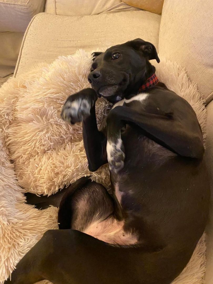 Fiona - in Maine, Adoptable, Adult Female Black Labrador Retriever & American Staffordshire Terrier.