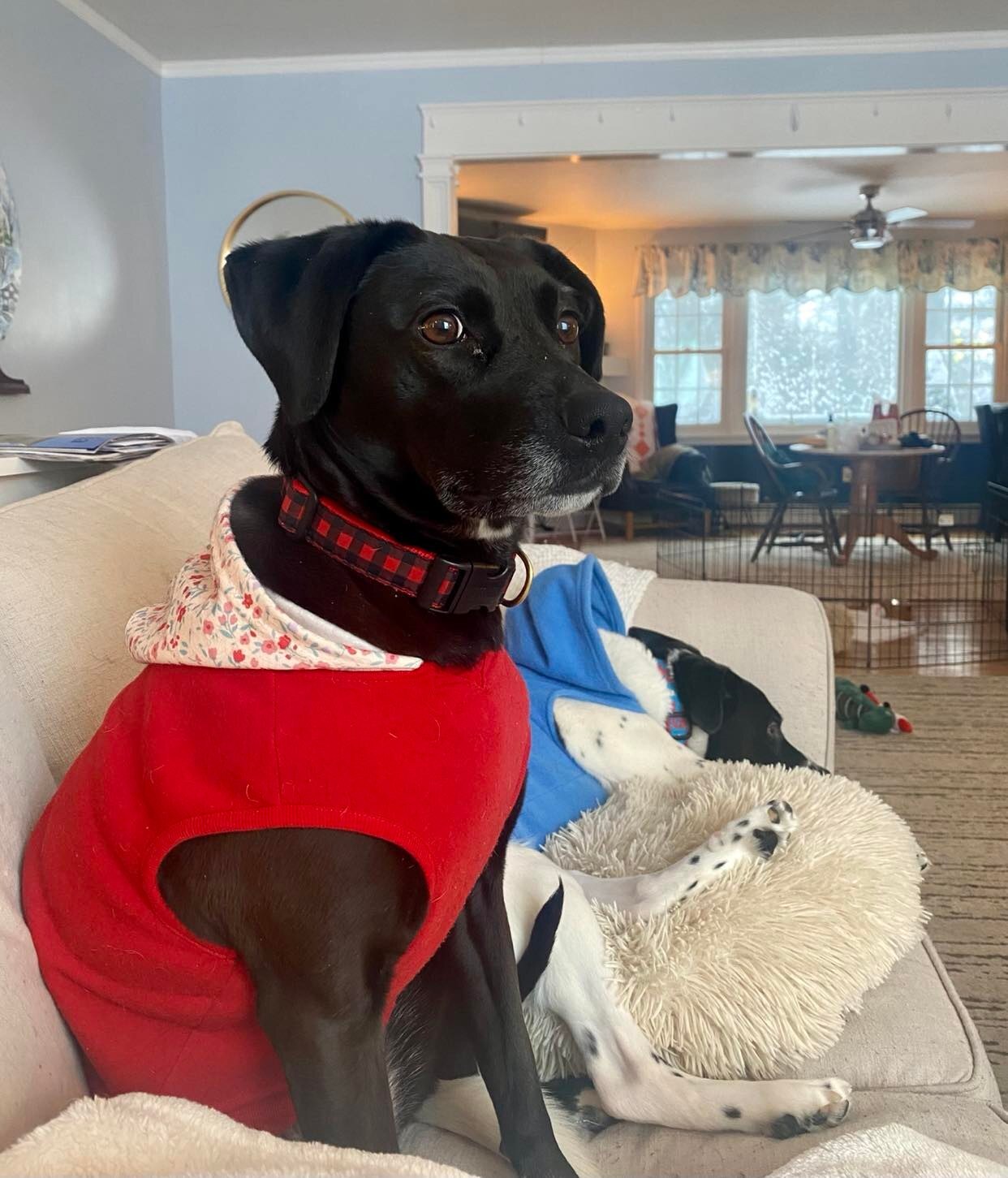 Fiona - in Maine, a Adoptable mixed breed in Kennebunkport, ME image 2/13