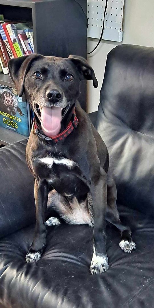 Fiona - in Maine, a Adoptable mixed breed in Kennebunkport, ME image 3/13